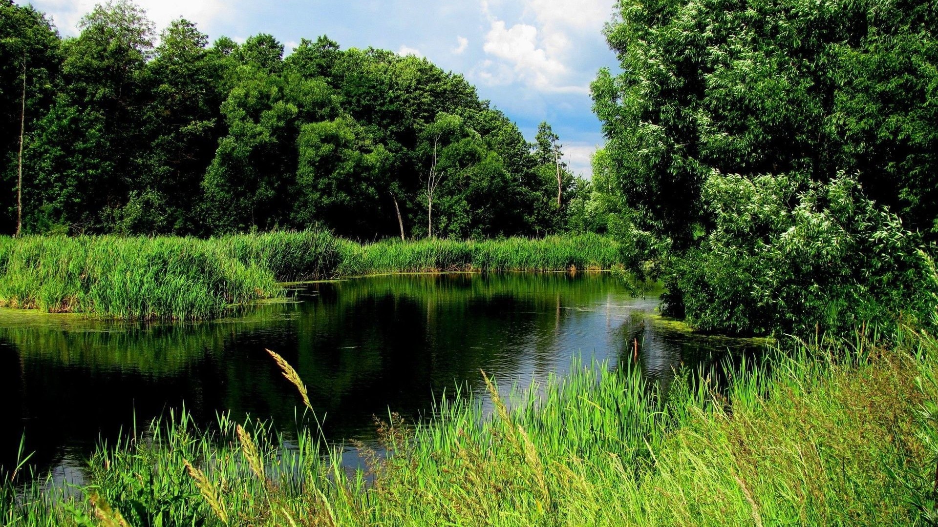 Green forest and river with reeds HD Wallpaper