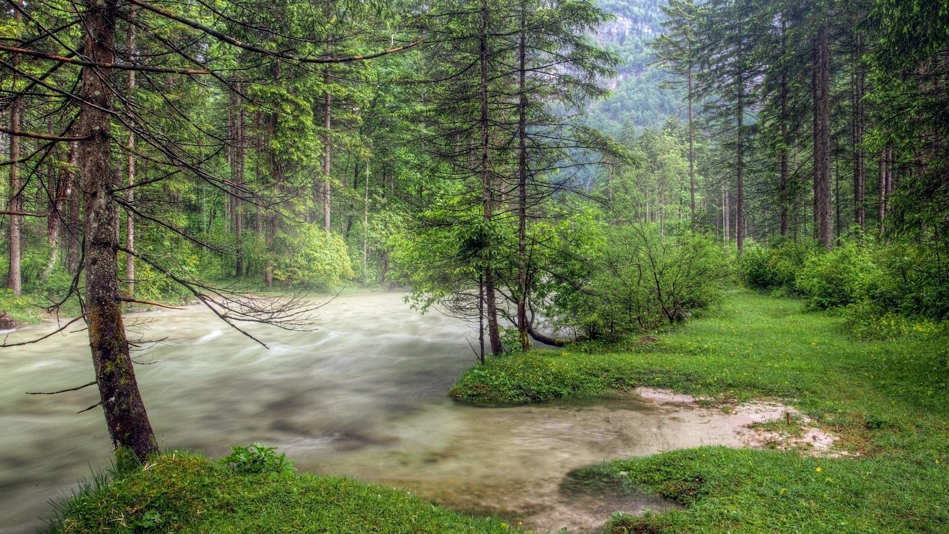 Misty river flowing through a dense forest HD Wallpaper