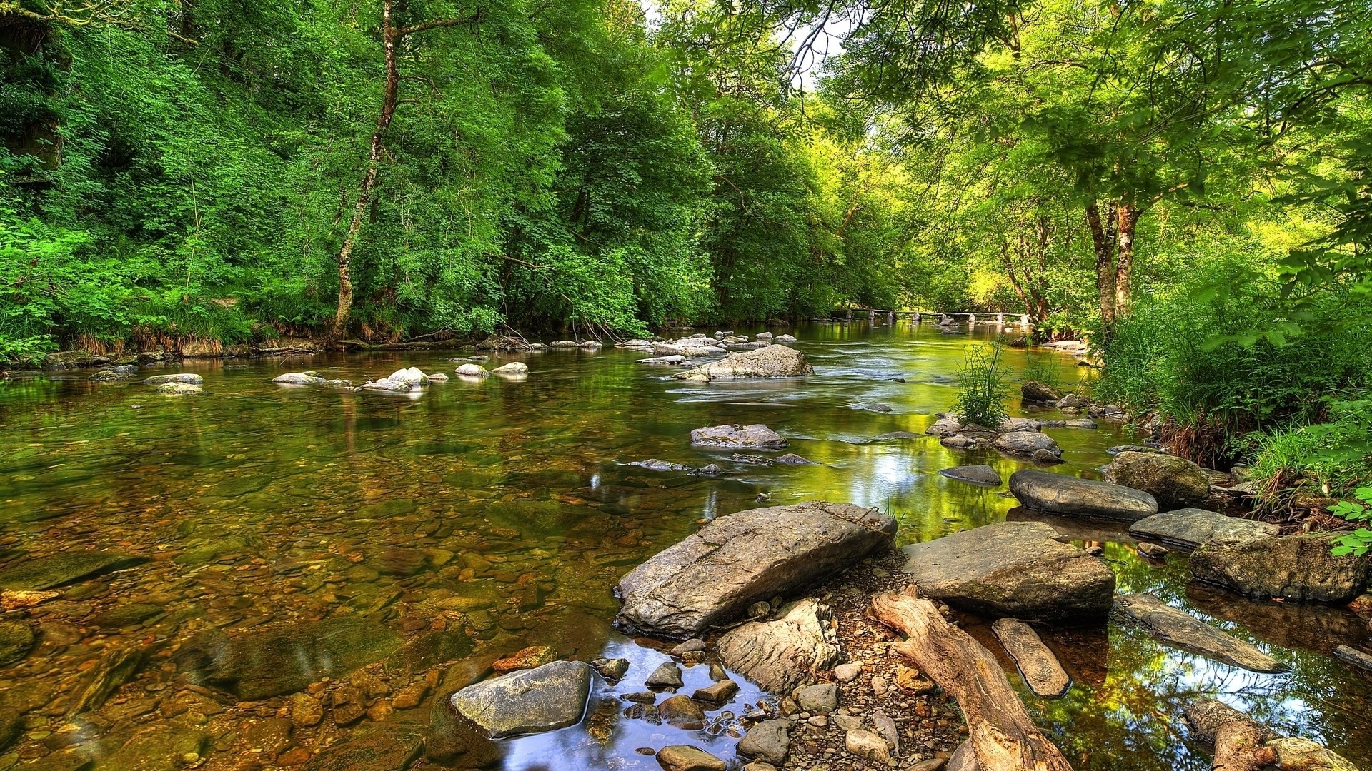 River flowing through a green forest with rocks HD Wallpaper