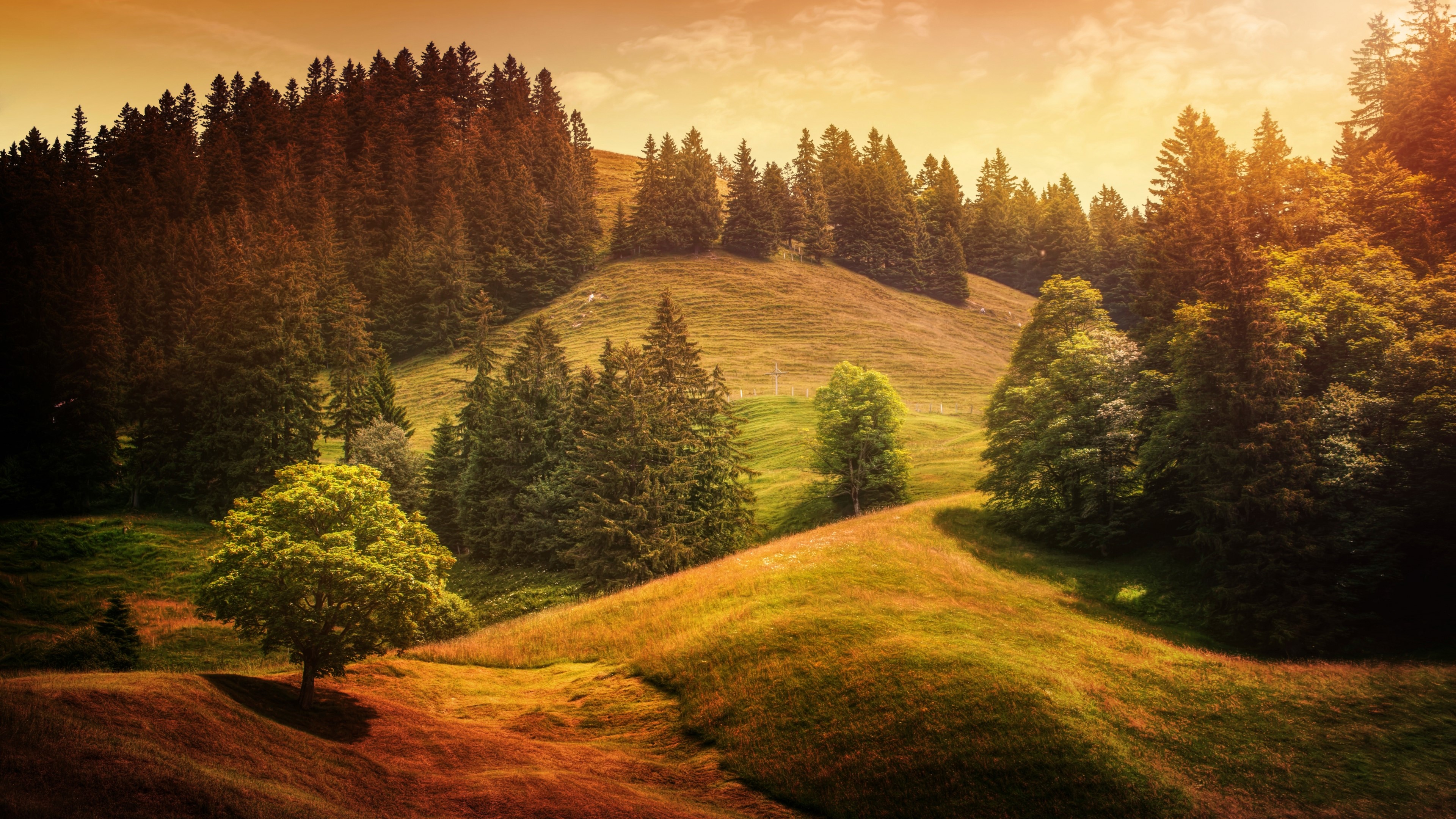 4K Alpine Forest Landscape HD Wallpaper