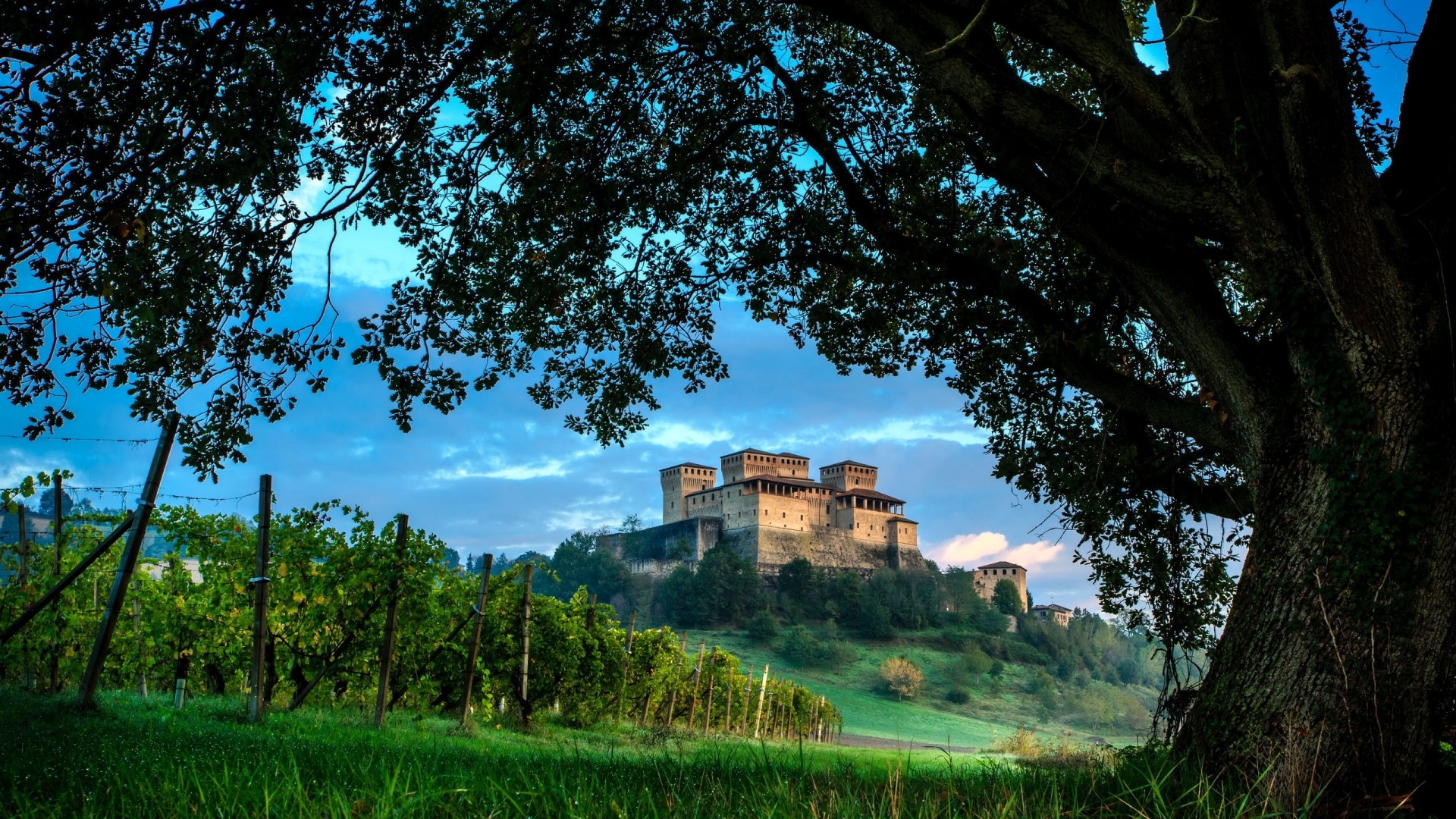 Castle on a hill with vineyard and tree HD Wallpaper