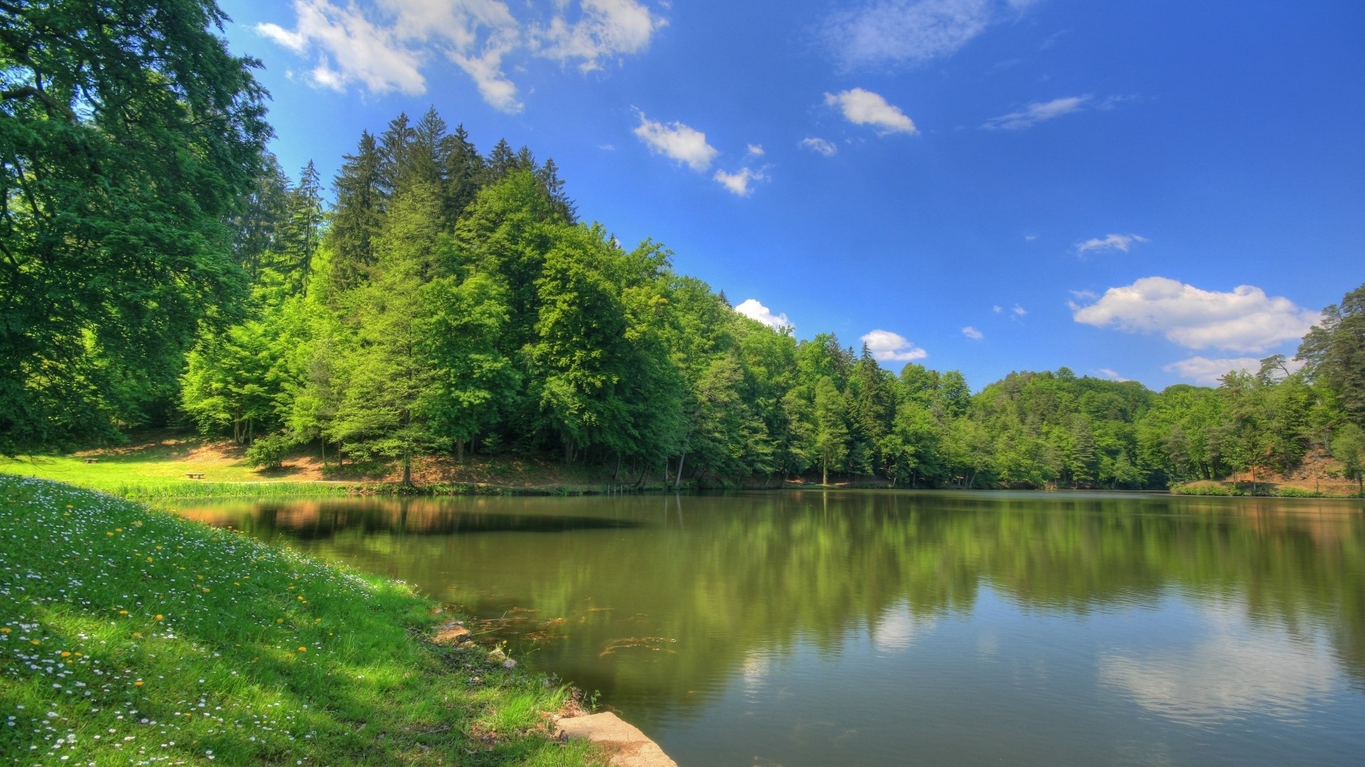 Lake on the shore of the forest HD Wallpaper