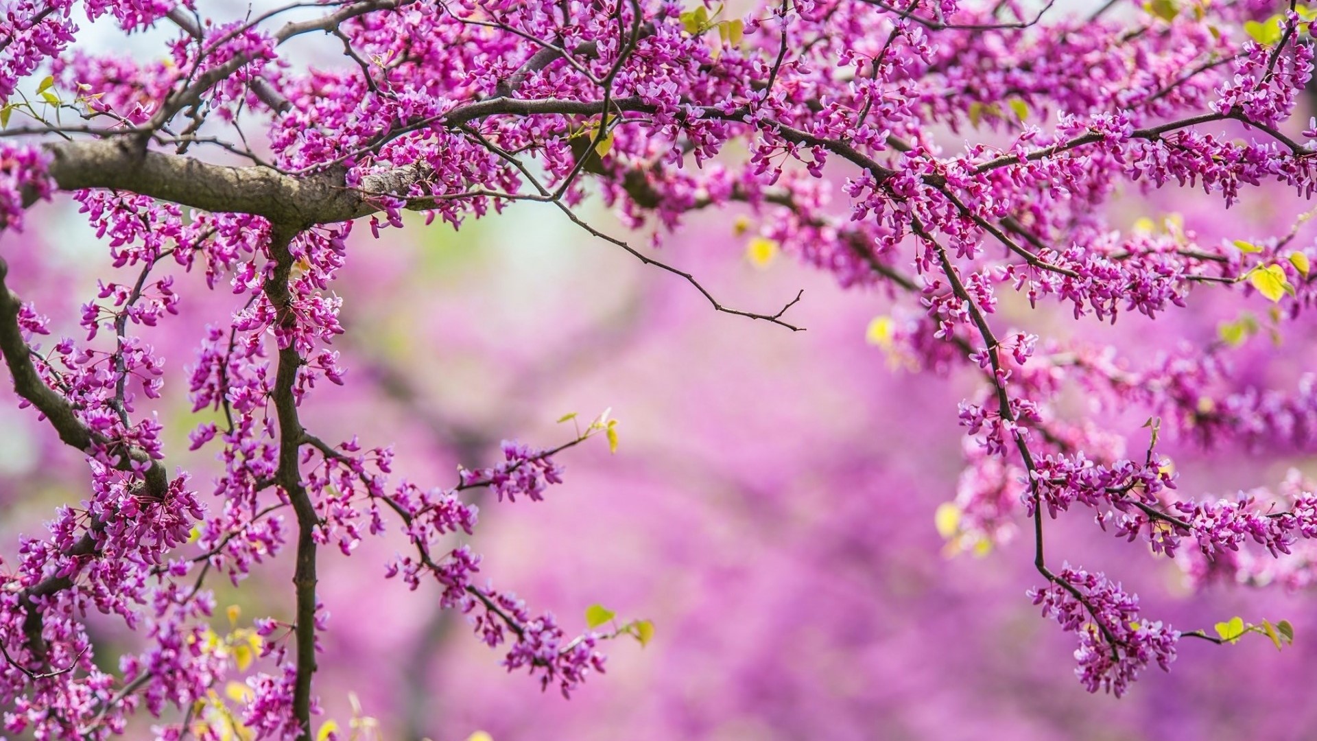 Pink Redbud Tree Blossoms in Spring HD Wallpaper