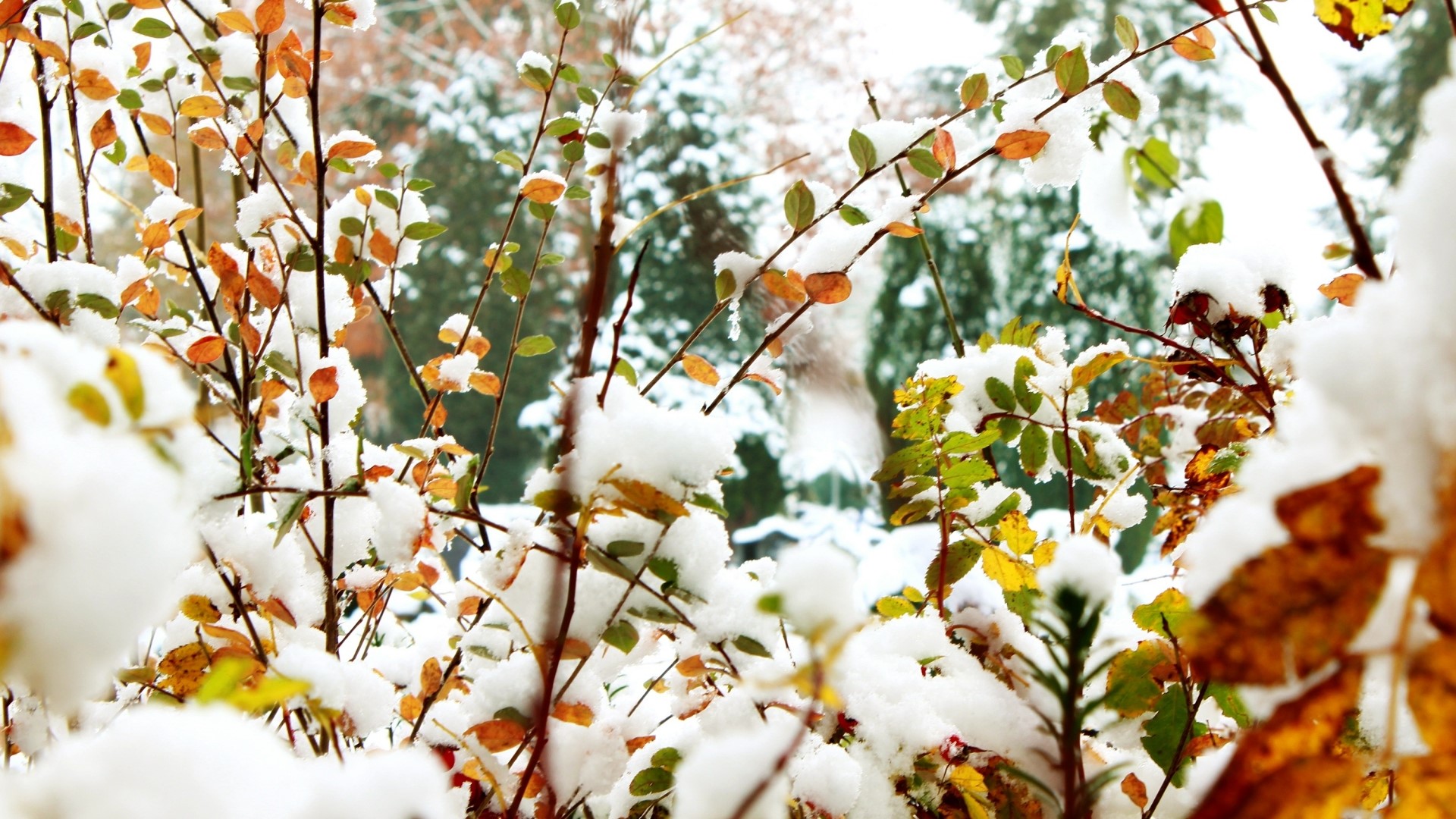 First snow on autumn leaves HD Wallpaper