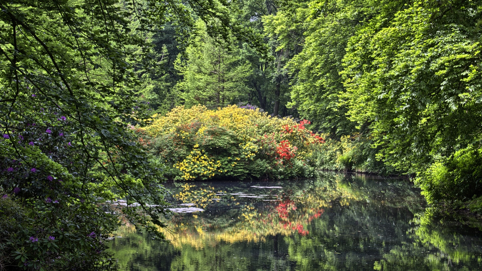 Park with colorful bushes and a reflective pond HD Wallpaper