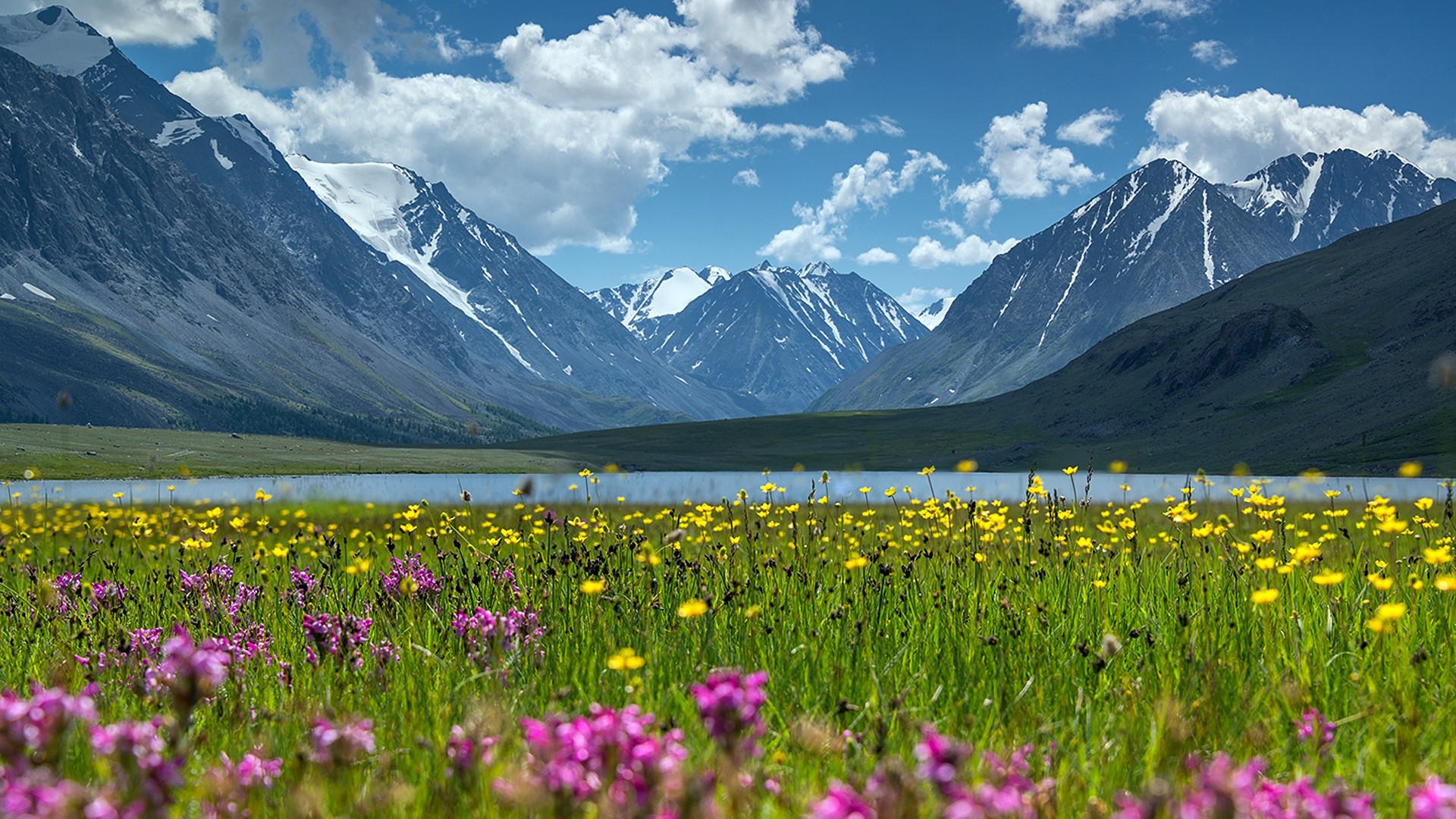Kara Kol lake with wildflowers and snowy mountains HD Wallpaper