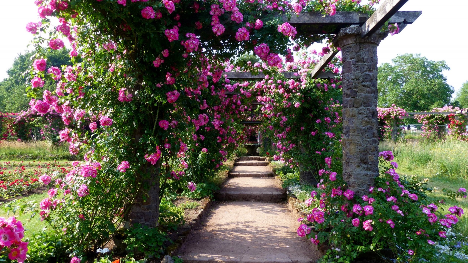 Rose garden pergola with stone pillars and path HD Wallpaper