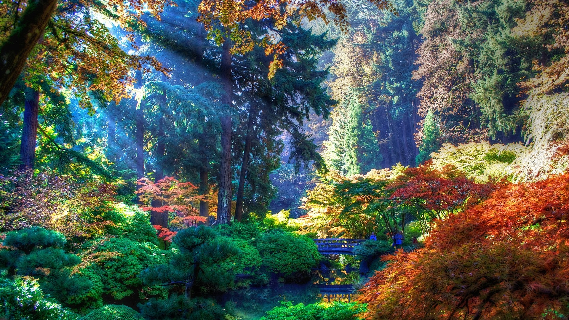 Forest with a bridge and autumn foliage HD Wallpaper