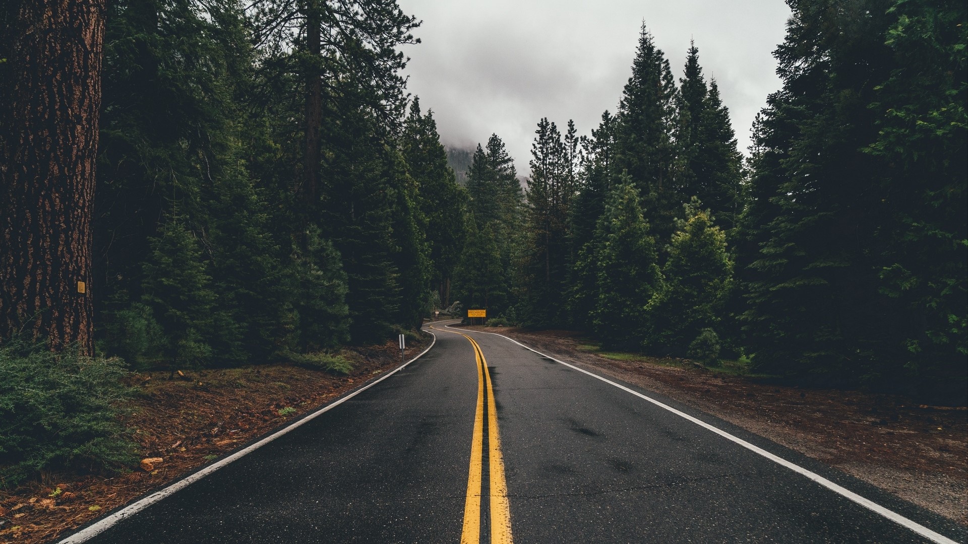 Road through a dense forest HD Wallpaper
