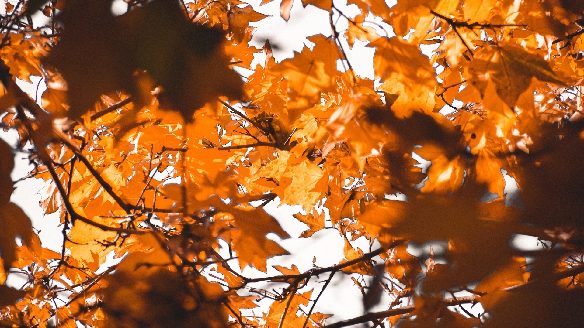Close-up of bright orange autumn leaves on branches HD Wallpaper