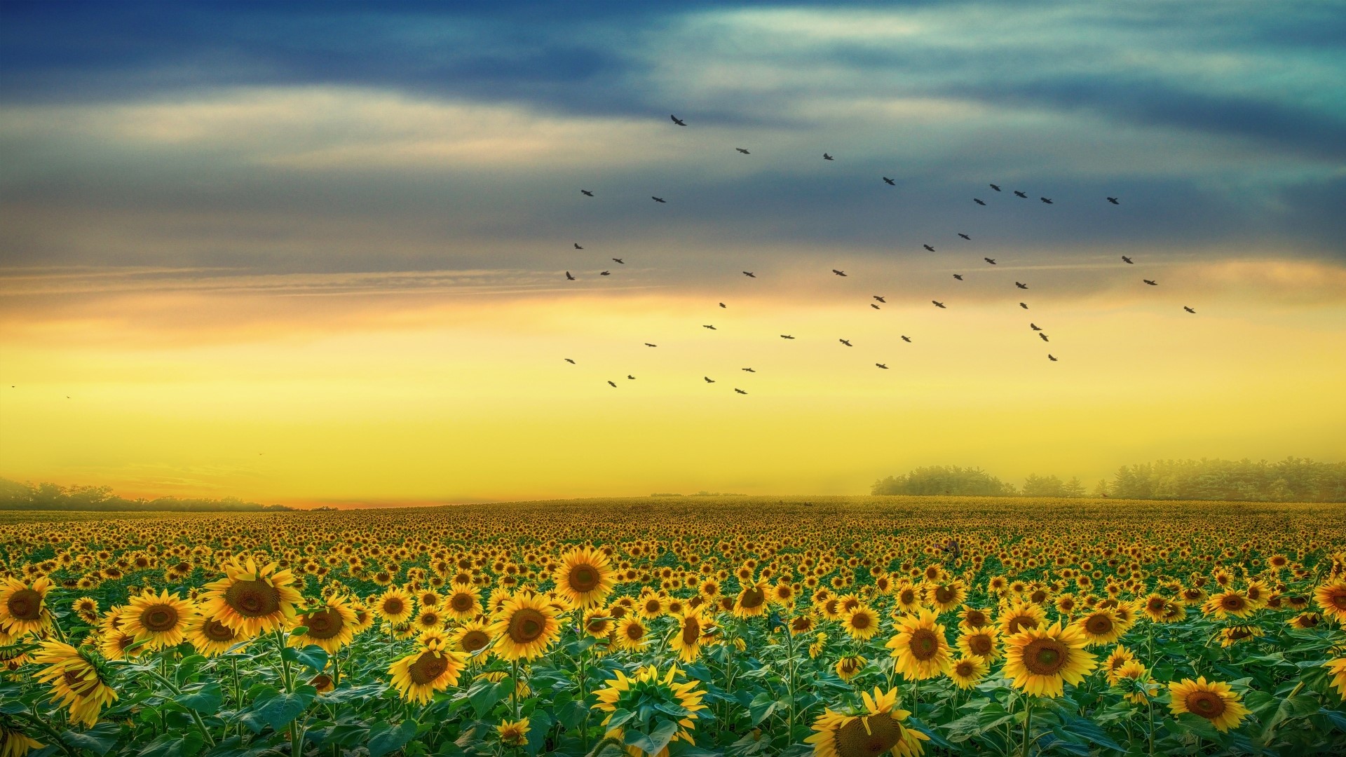Field of Sunflowers at Sunrise with Birds HD Wallpaper
