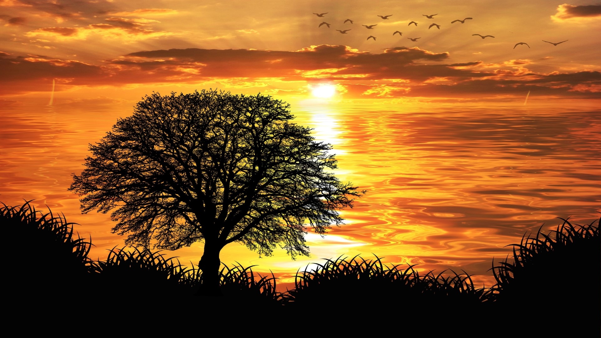 Silhouette of a tree against a sunset over the ocean HD Wallpaper