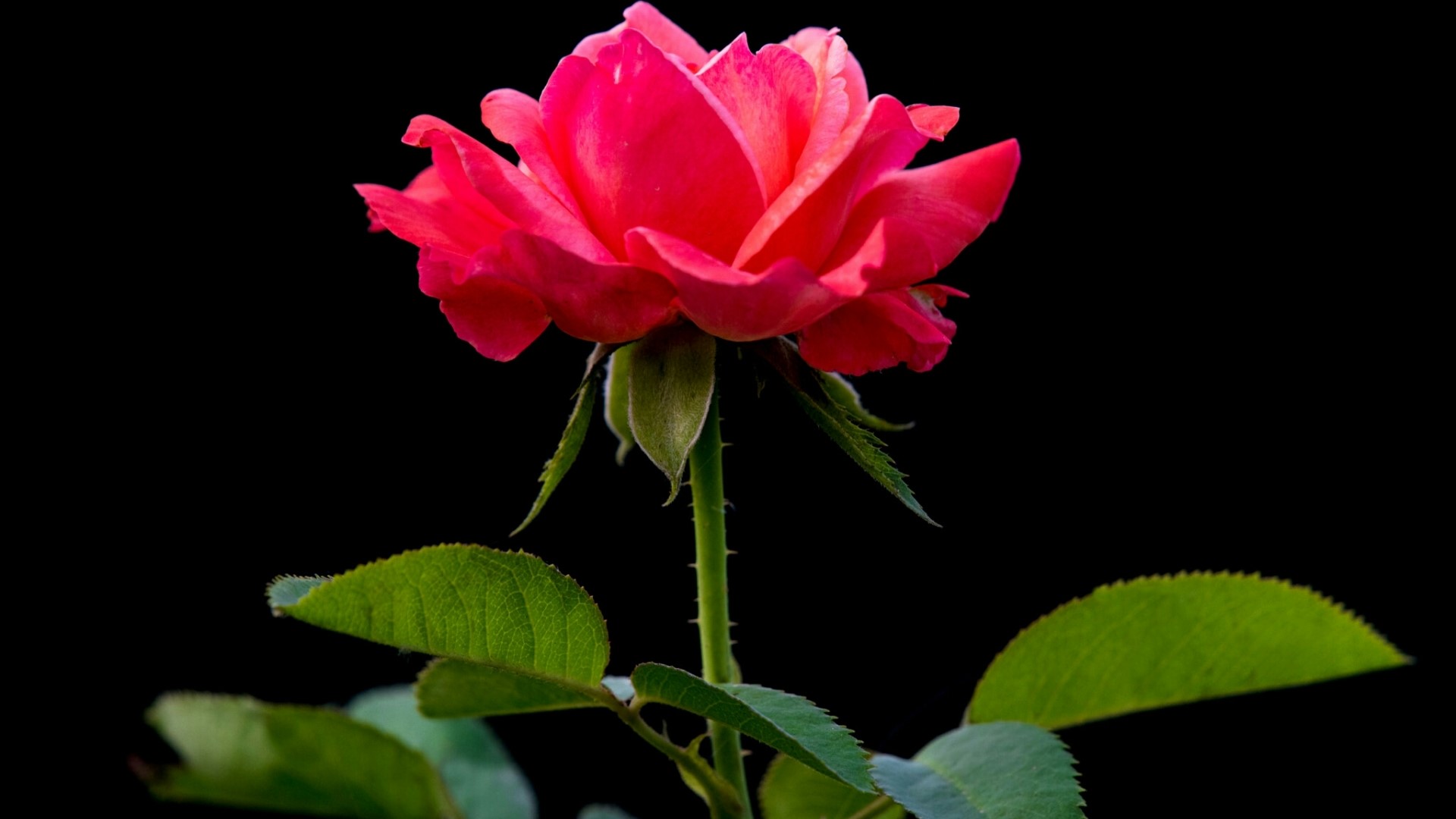 Red rose with green leaves on black background HD Wallpaper