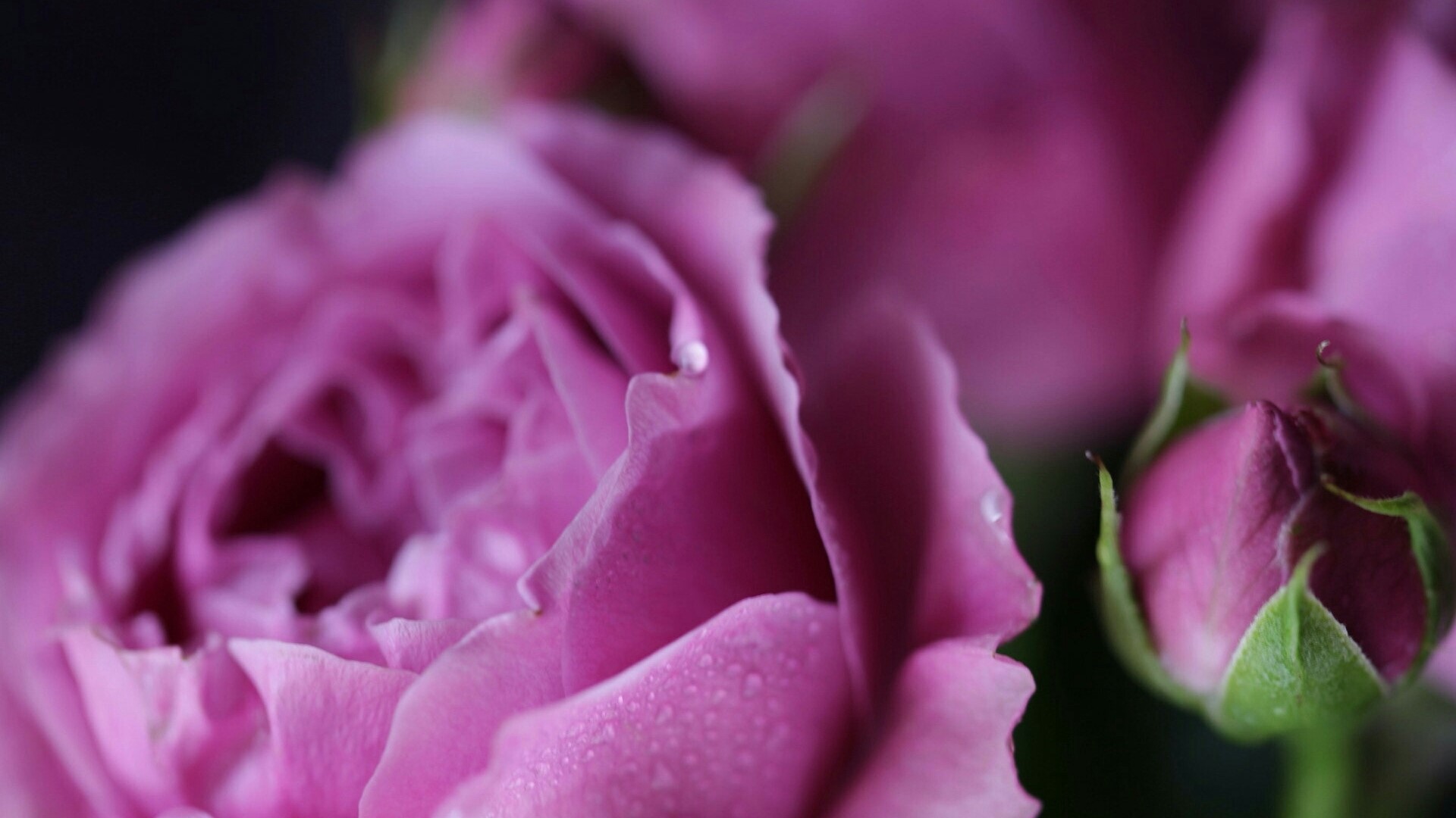 Close-up of pink roses with water droplets HD Wallpaper
