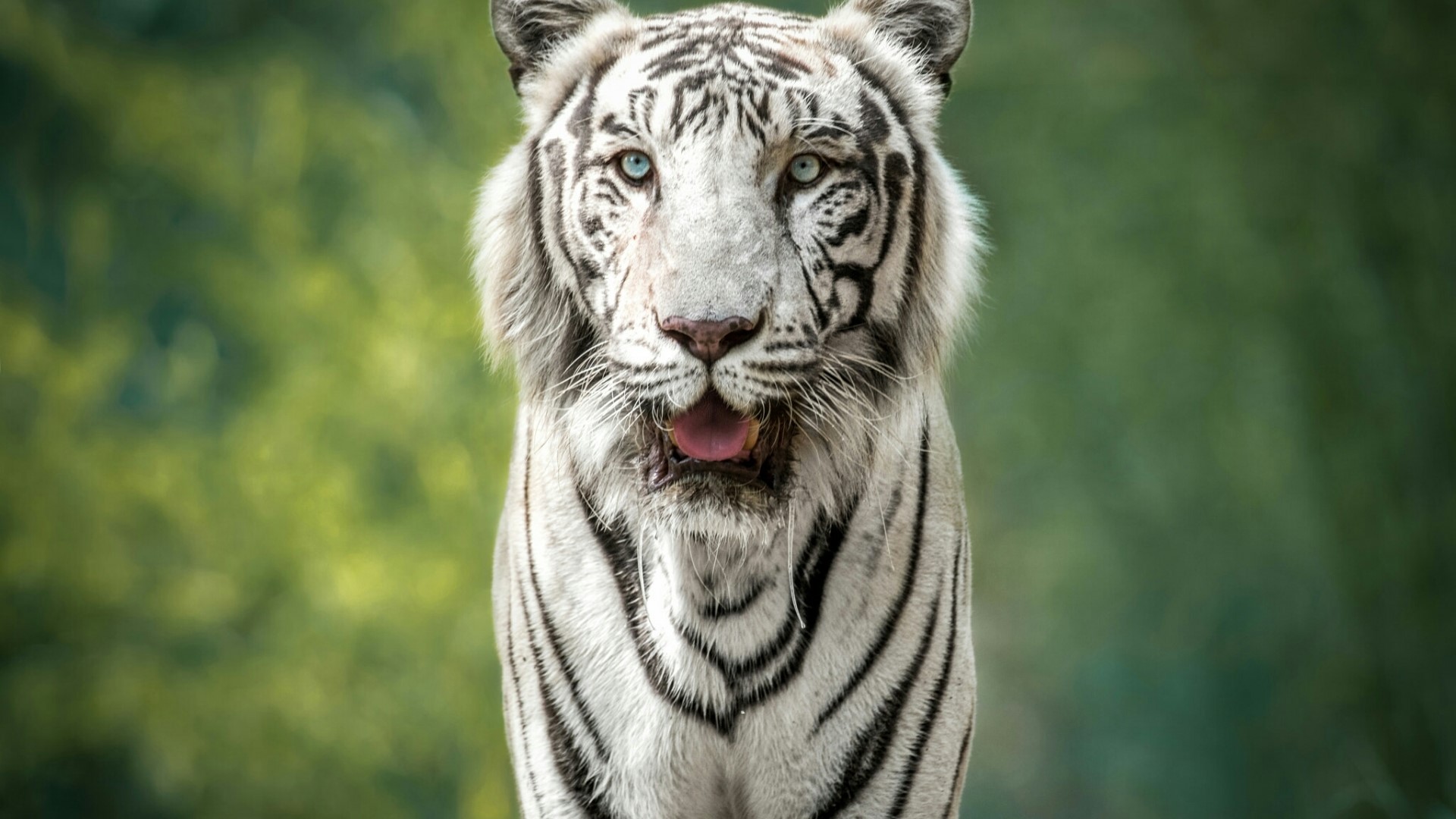 White Tiger with Blue Eyes HD Wallpaper