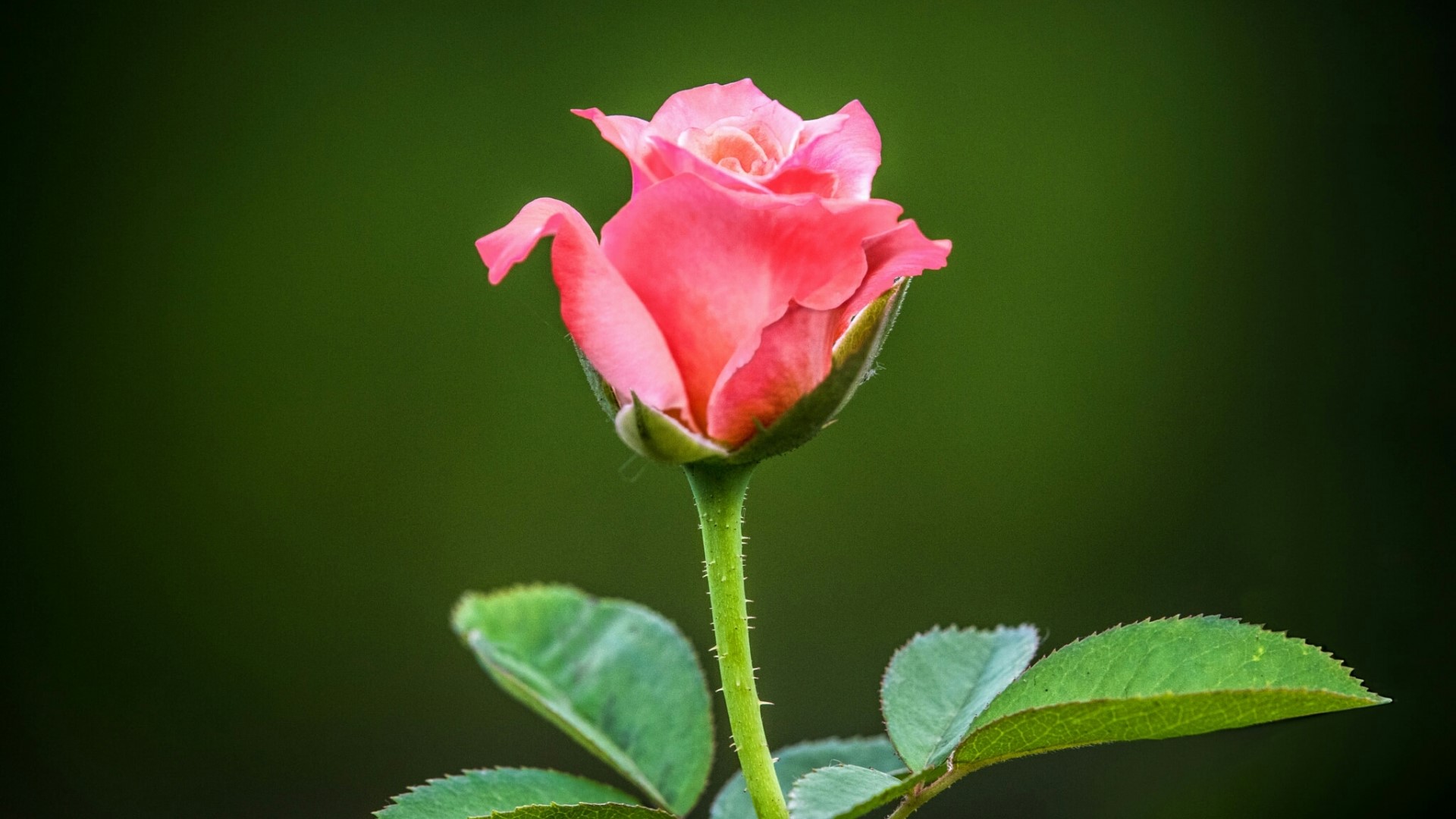 Pink rose bud with green leaves HD Wallpaper