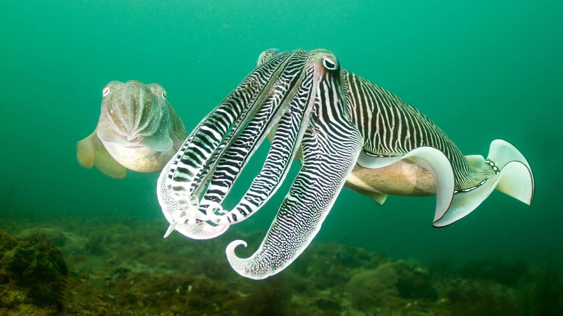 Two Cuttlefish Underwater HD Wallpaper
