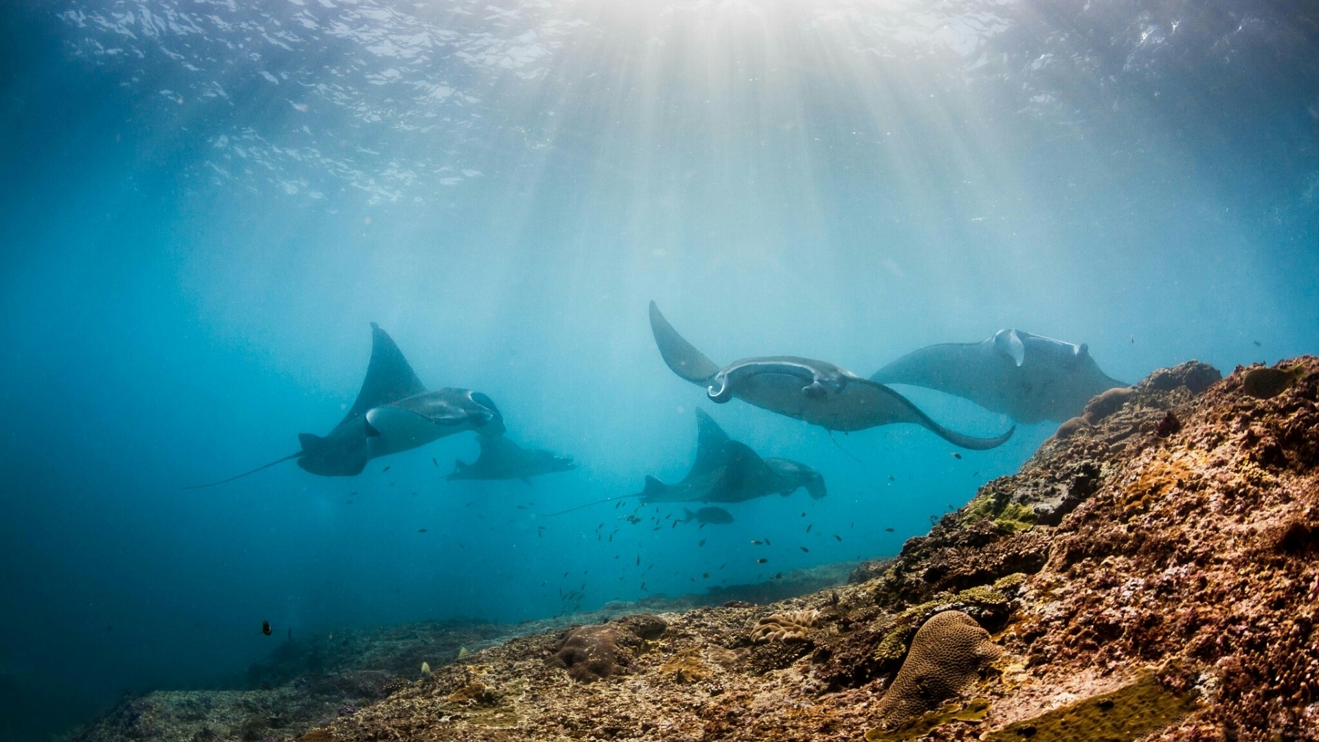 Manta Rays swimming near coral reef HD Wallpaper