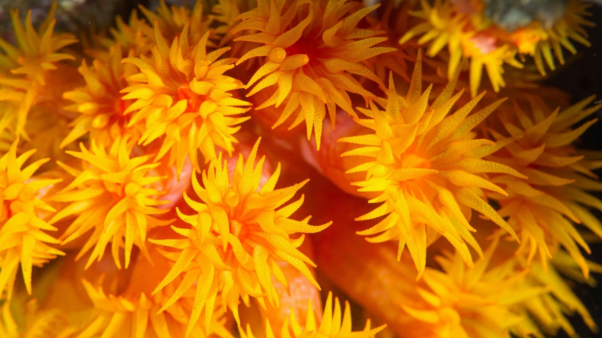Close-up of orange coral polyps HD Wallpaper