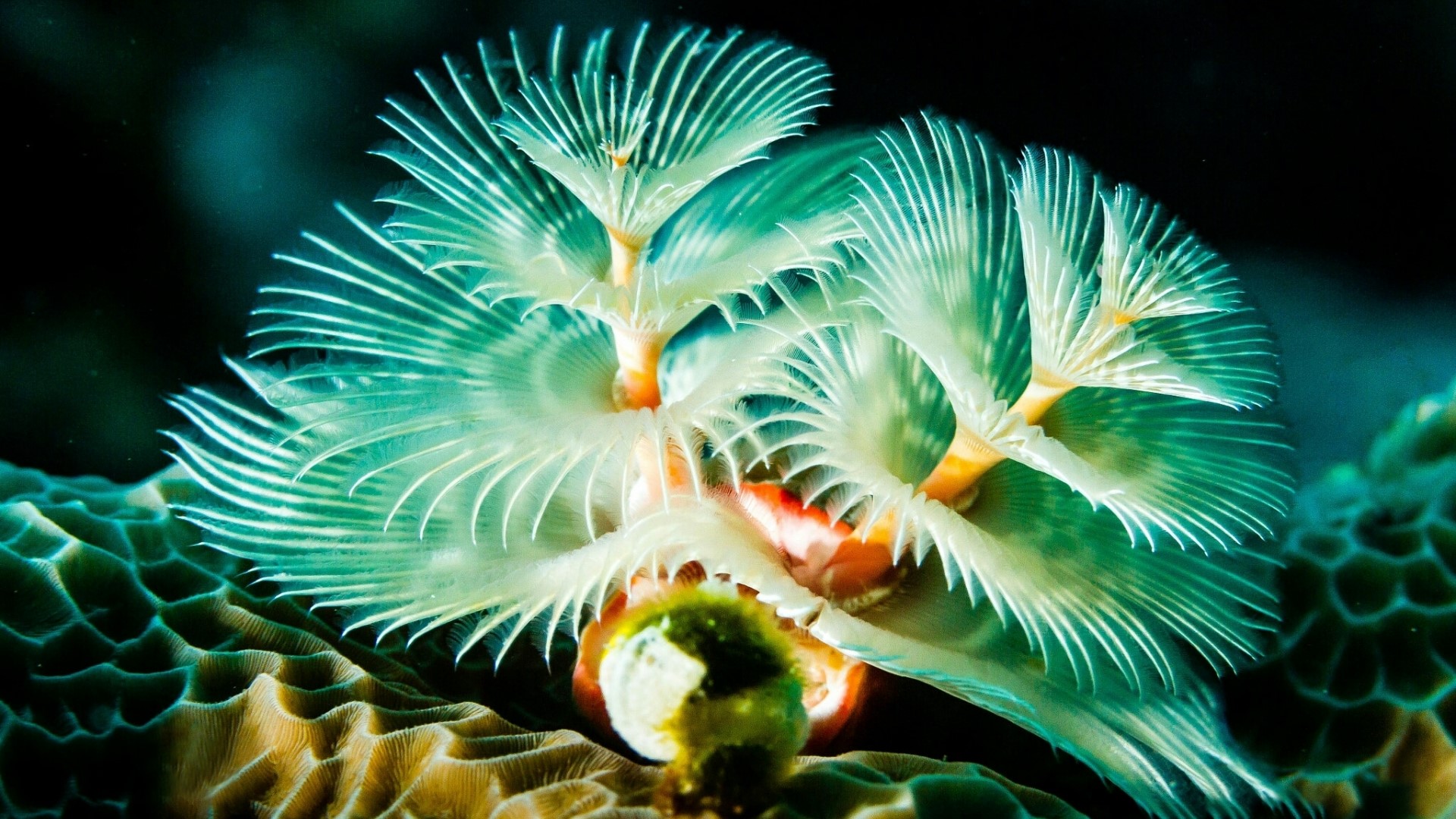 Christmas tree worm on coral reef HD Wallpaper