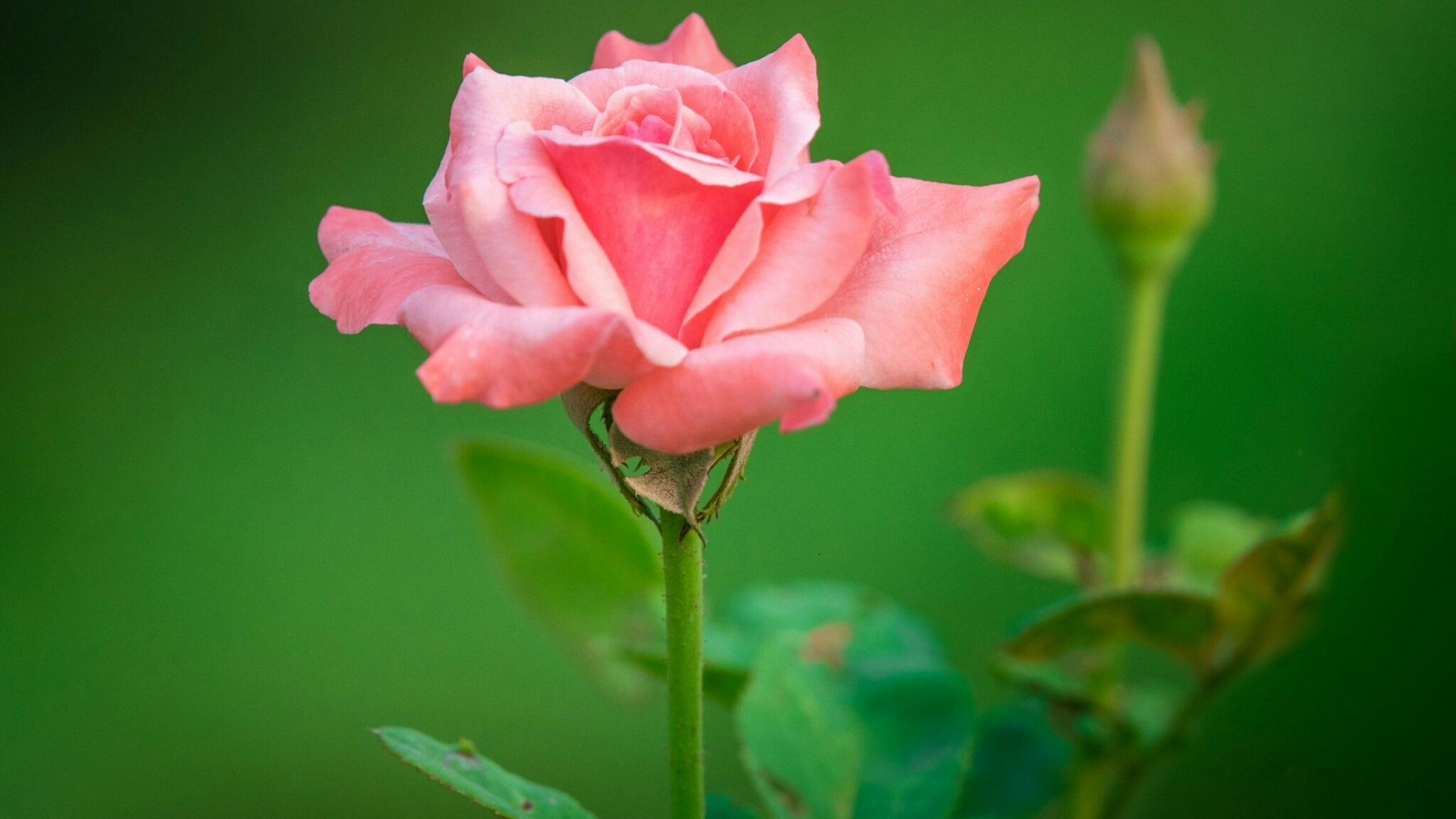 Pink rose with bud on green background HD Wallpaper