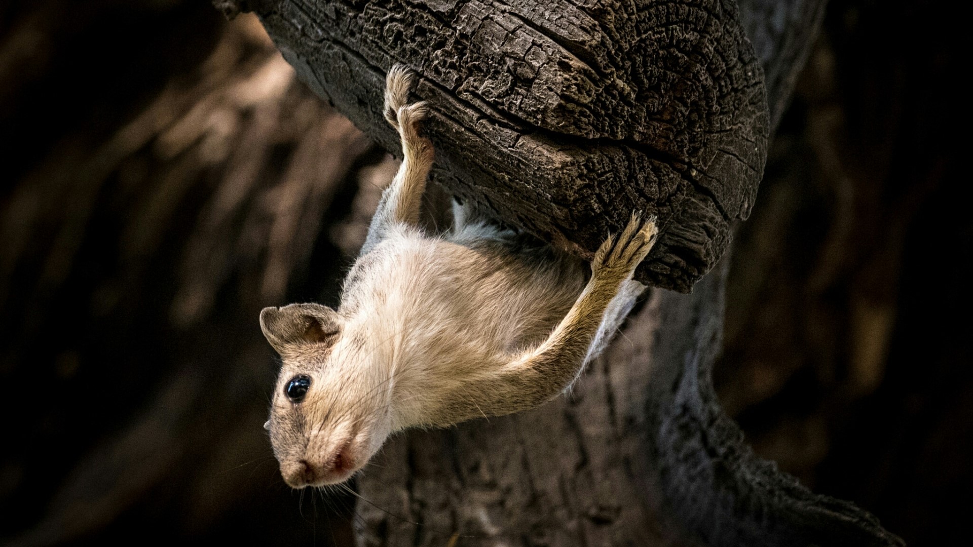 Squirrel hanging upside down on a tree branch HD Wallpaper
