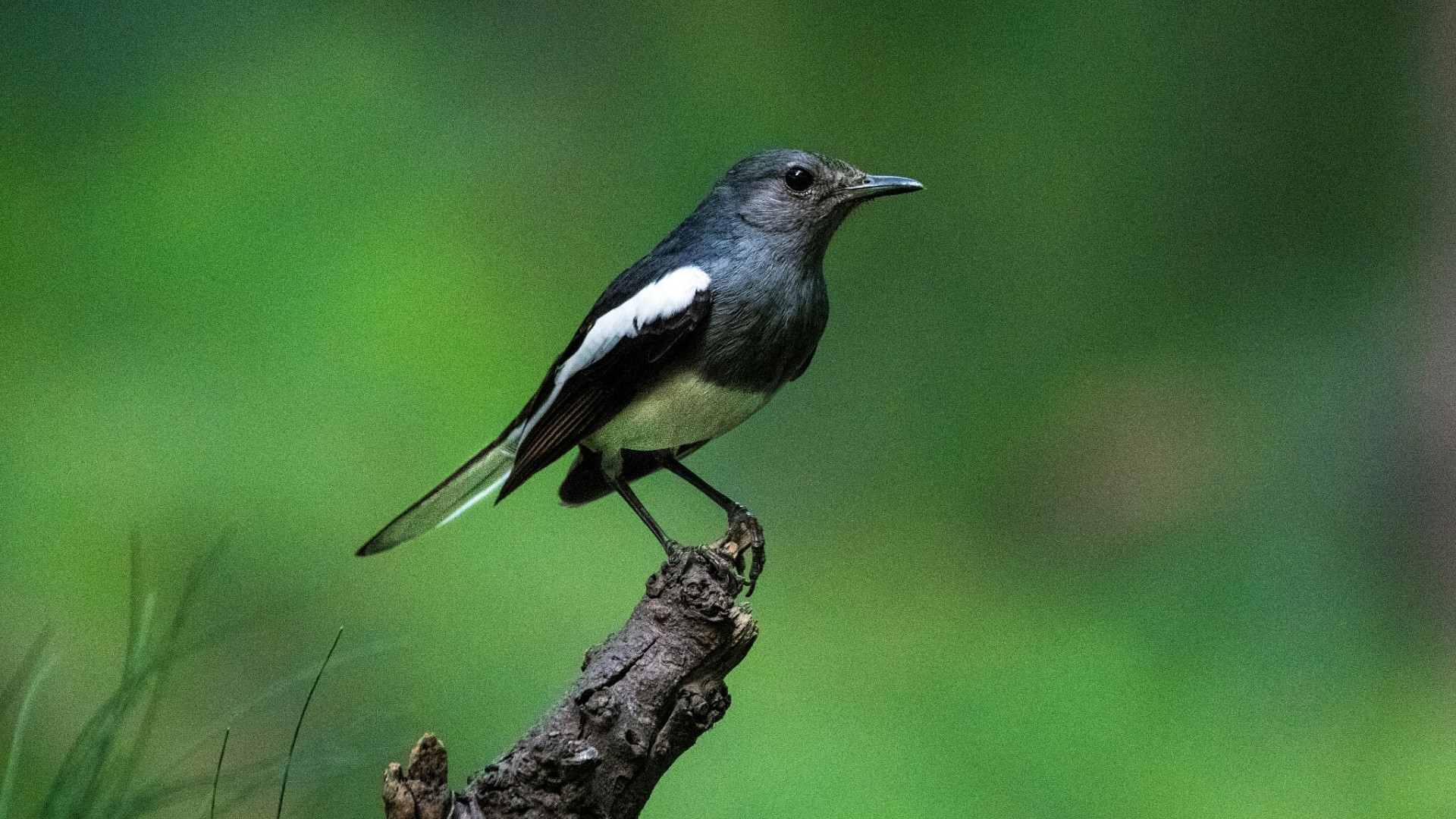 Oriental Magpie-Robin perched on a branch HD Wallpaper