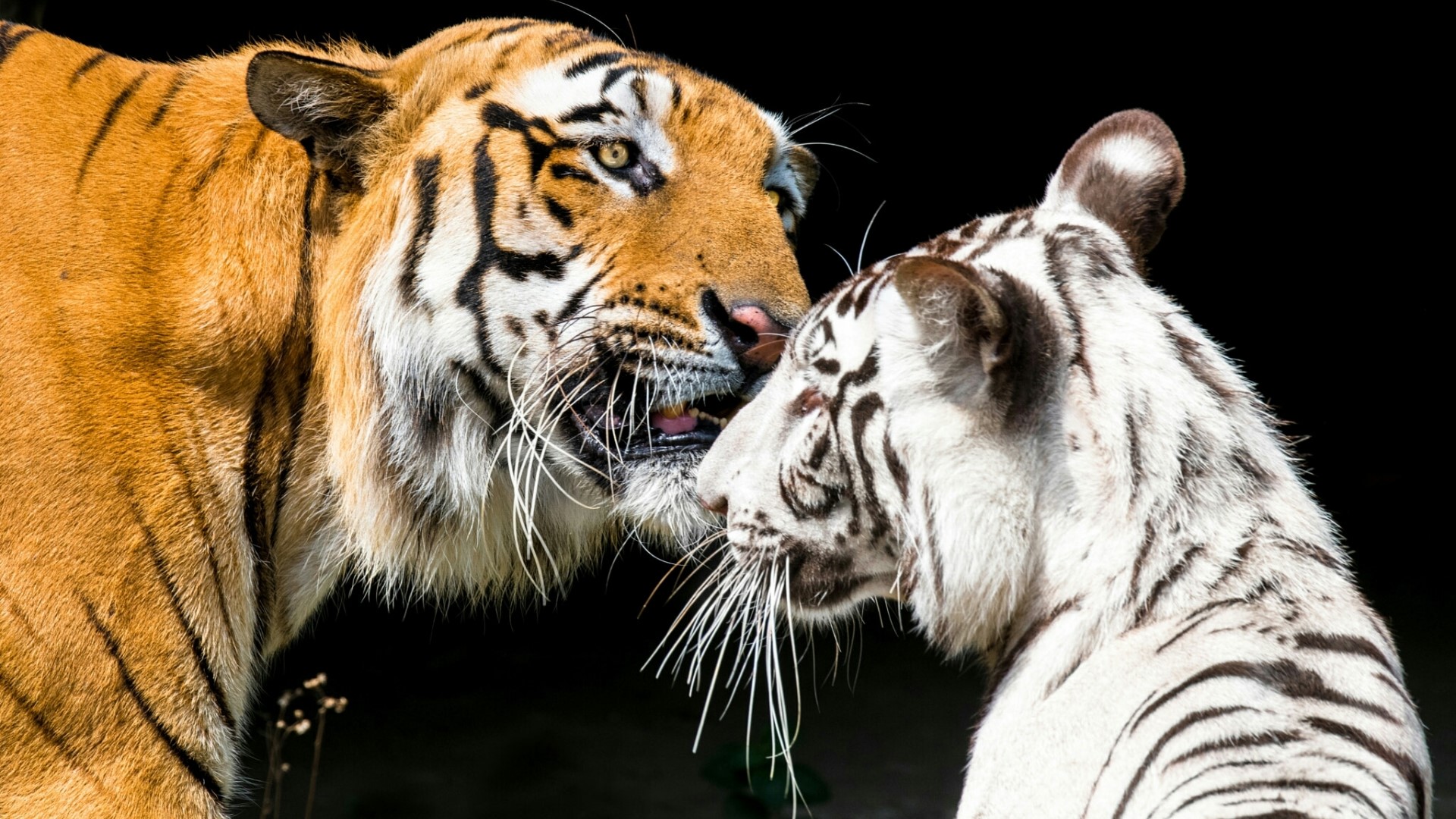 Two tigers, one orange and one white, face each other HD Wallpaper