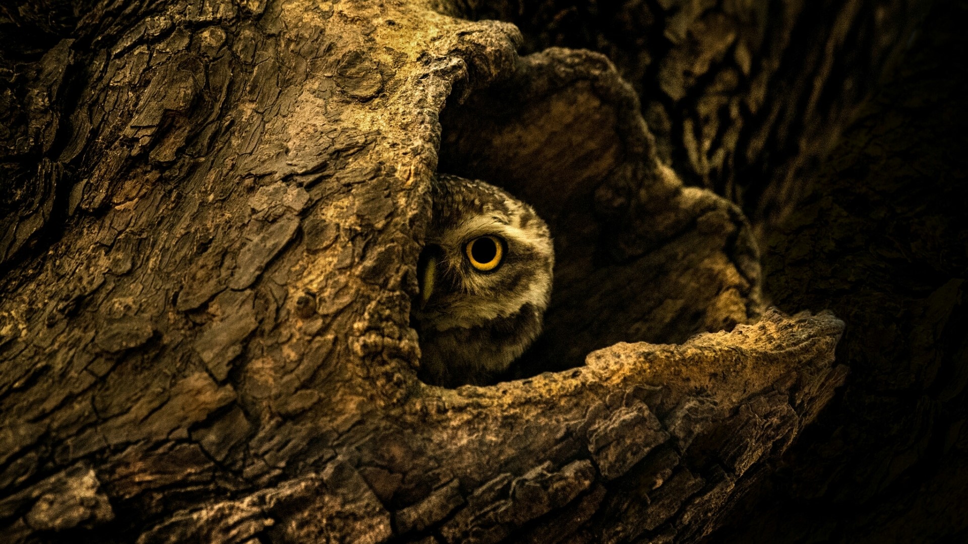 Owl peeking from a tree hollow HD Wallpaper
