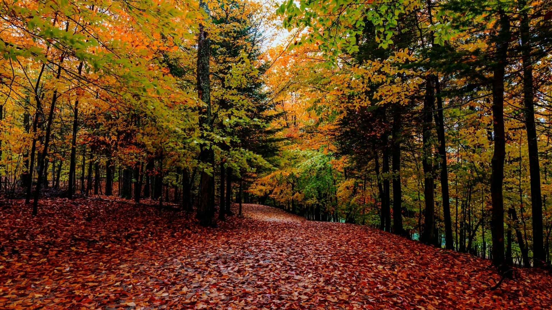 Autumn forest path covered in fallen leaves HD Wallpaper