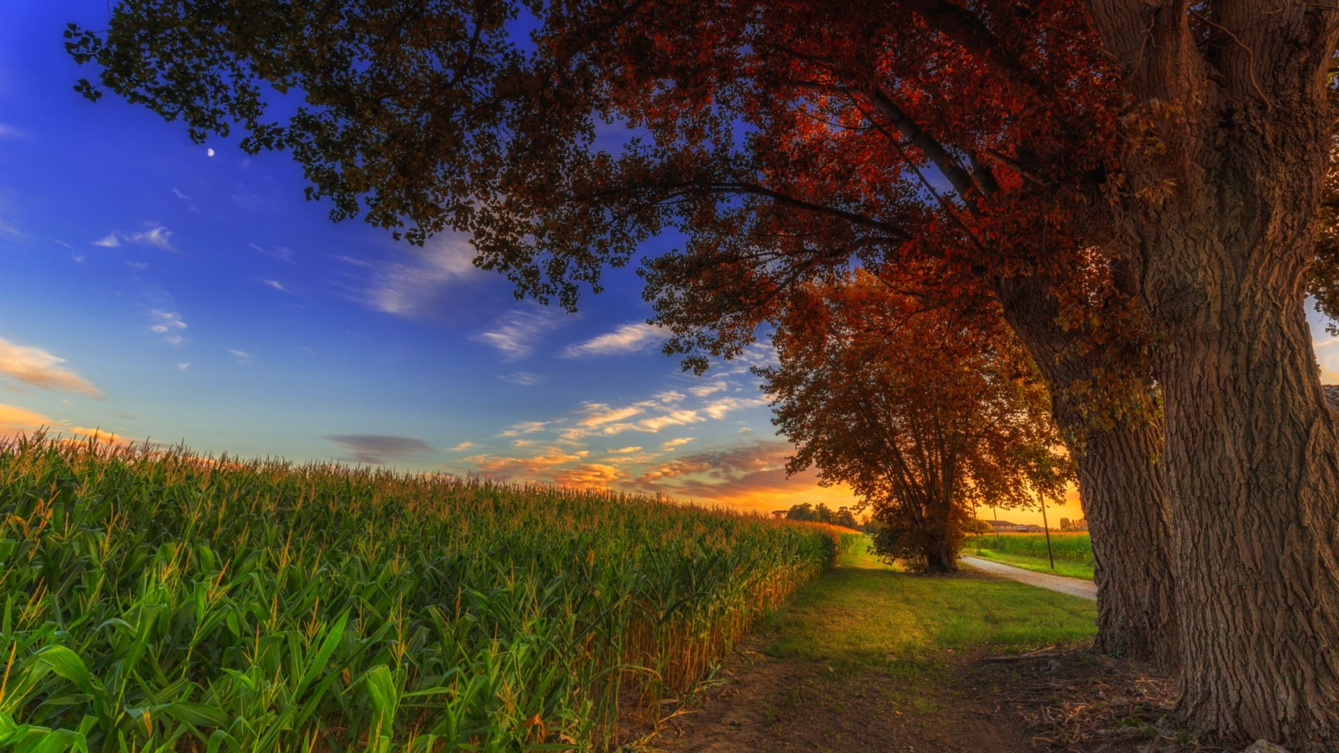 Cornfield at sunset with large tree HD Wallpaper