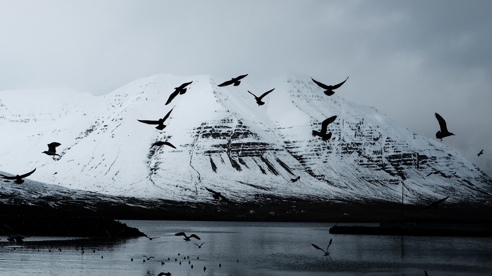Birds flying over a snow-covered mountain and water HD Wallpaper