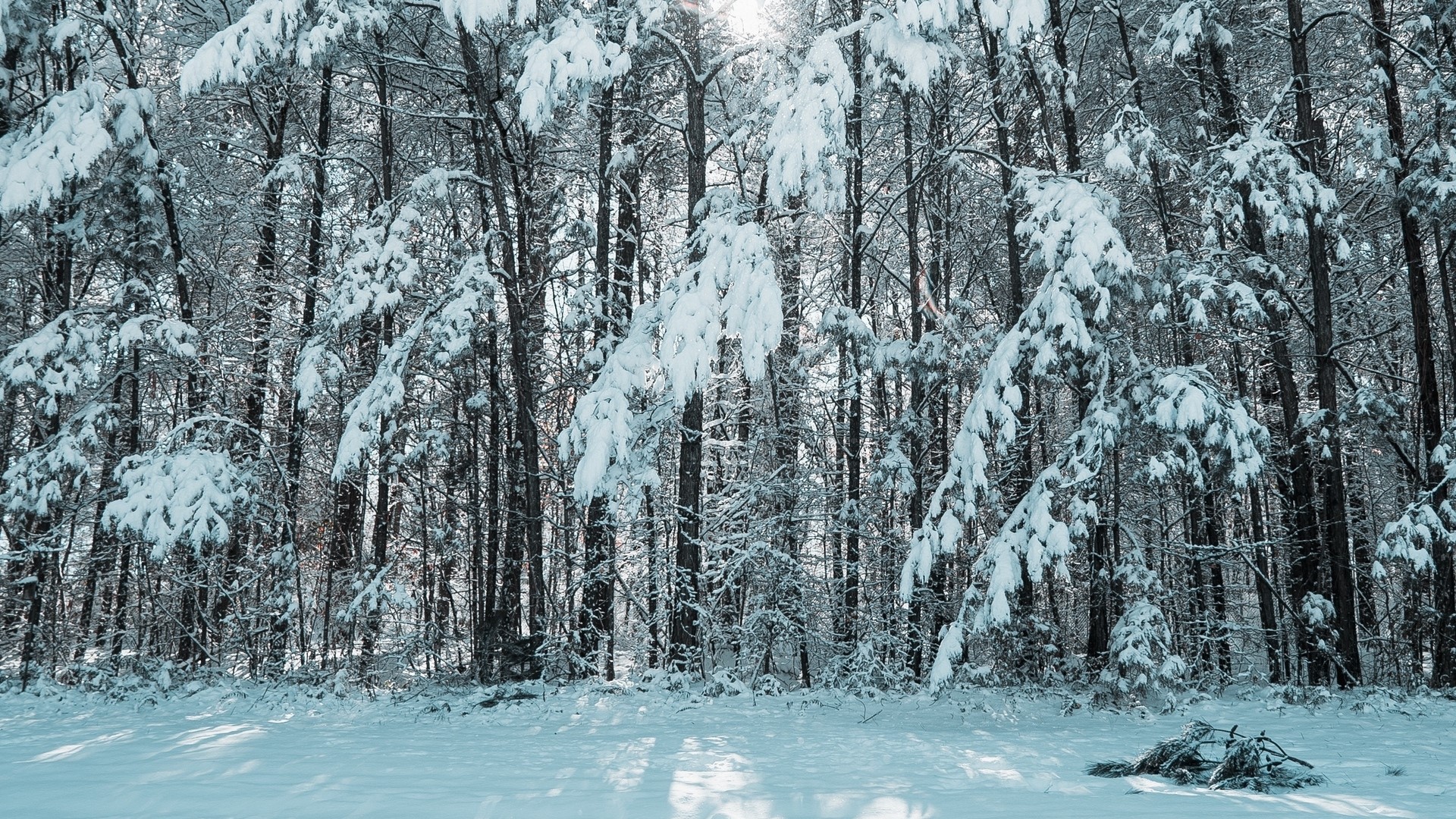 Snow-covered trees in a forest HD Wallpaper
