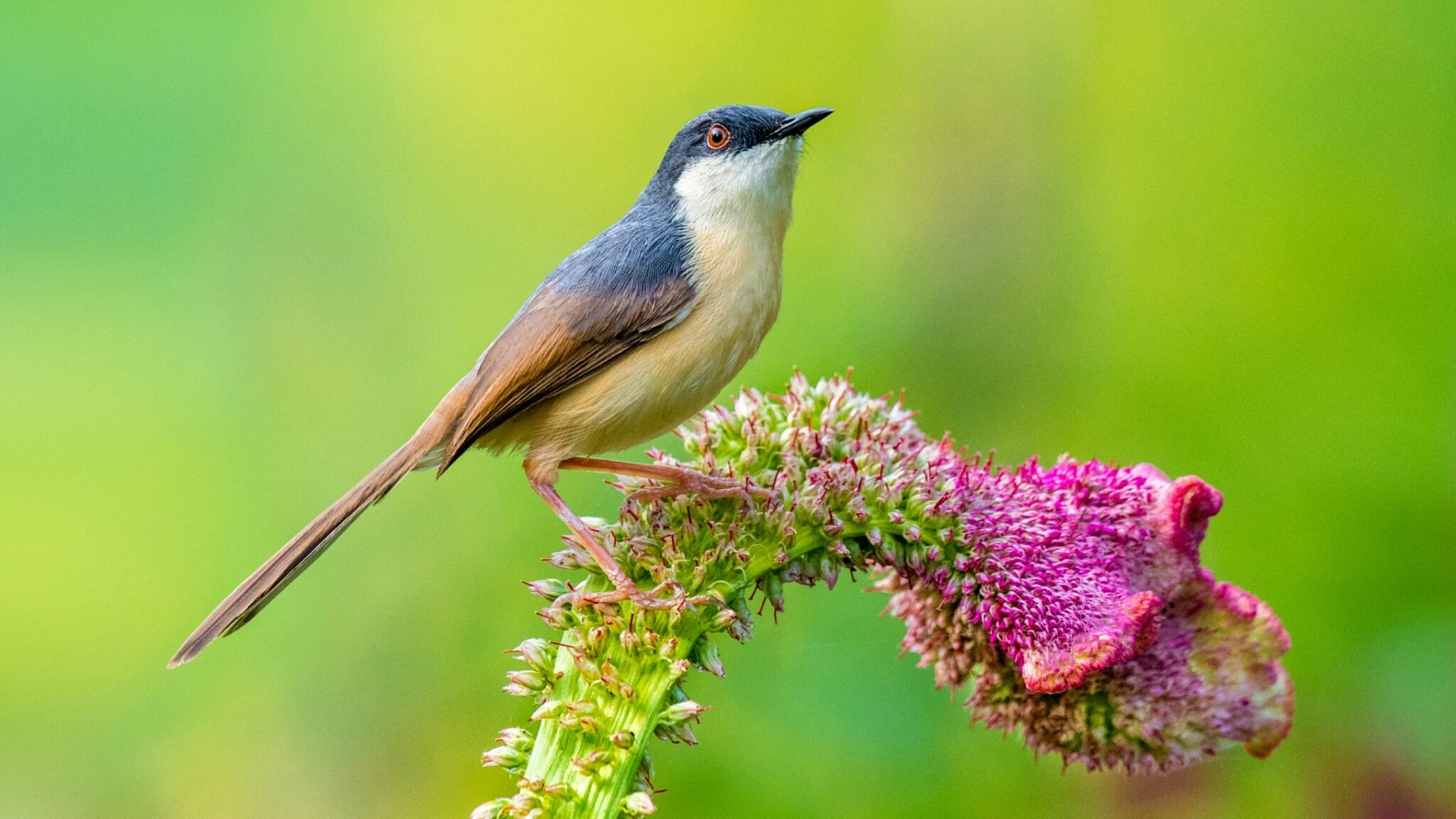 Bird perched on a flower HD Wallpaper