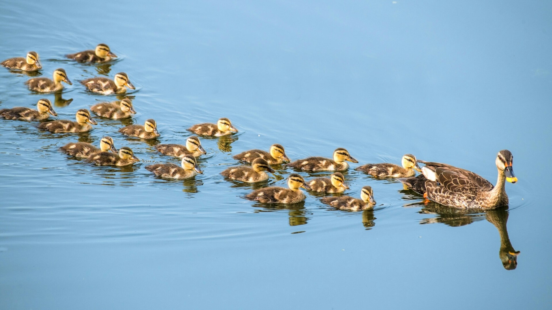 Mother duck and ducklings swimming in water HD Wallpaper