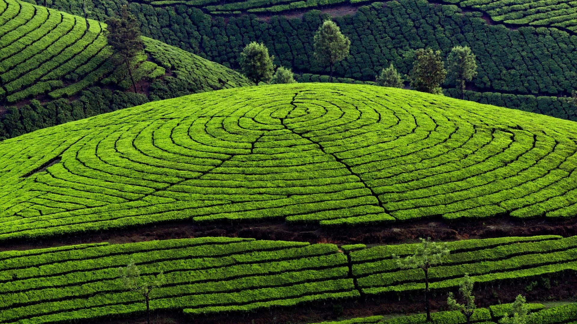 Rolling green tea plantations on hills HD Wallpaper