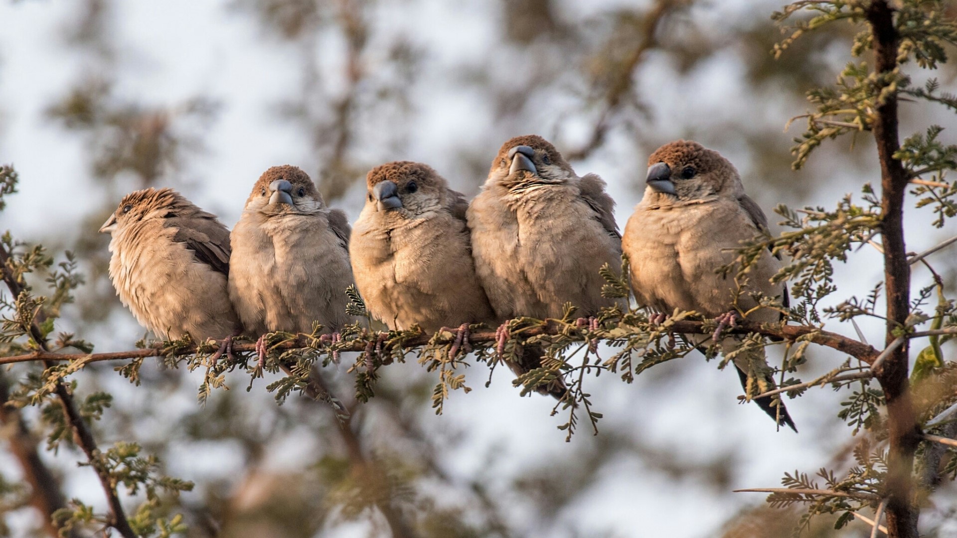 Five birds perched on a branch HD Wallpaper