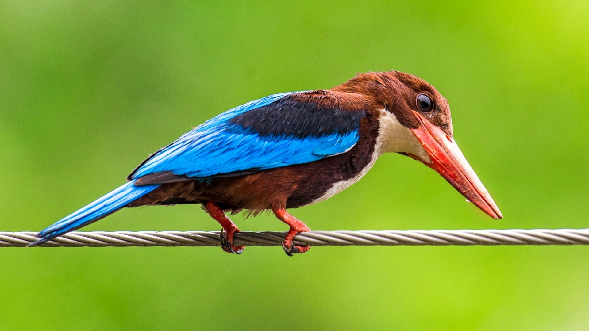 White-throated Kingfisher perched on a wire HD Wallpaper