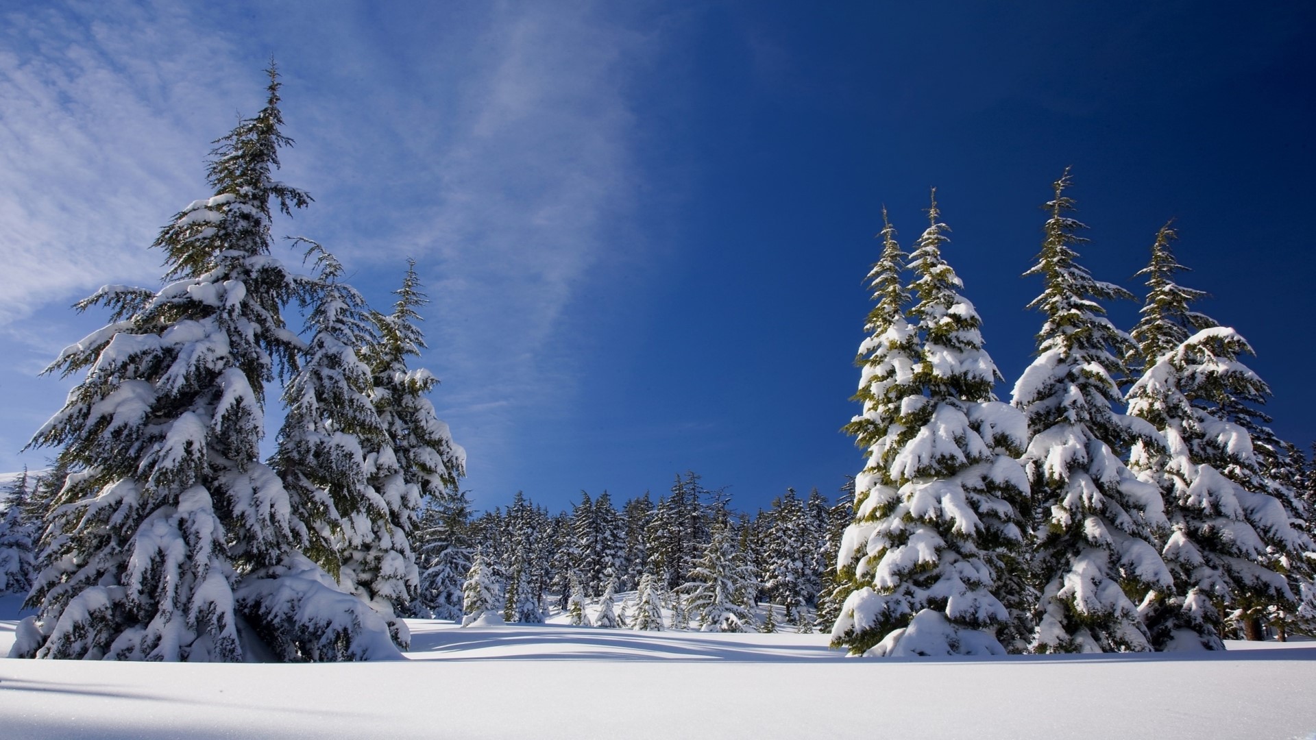 Snow-covered evergreen trees under a blue sky HD Wallpaper