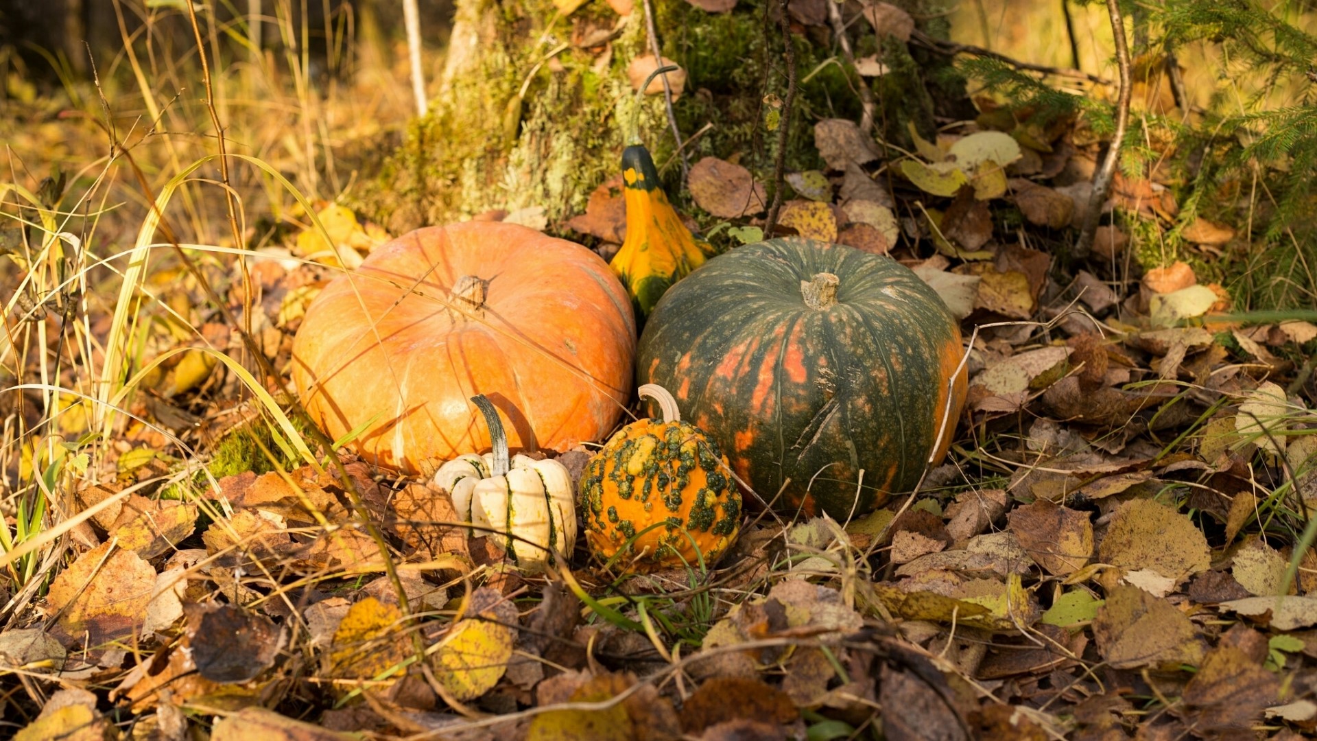 Pumpkins and gourds on forest floor HD Wallpaper