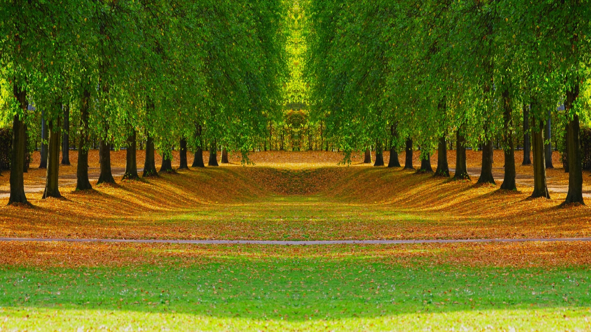 Park with trees and fallen leaves HD Wallpaper