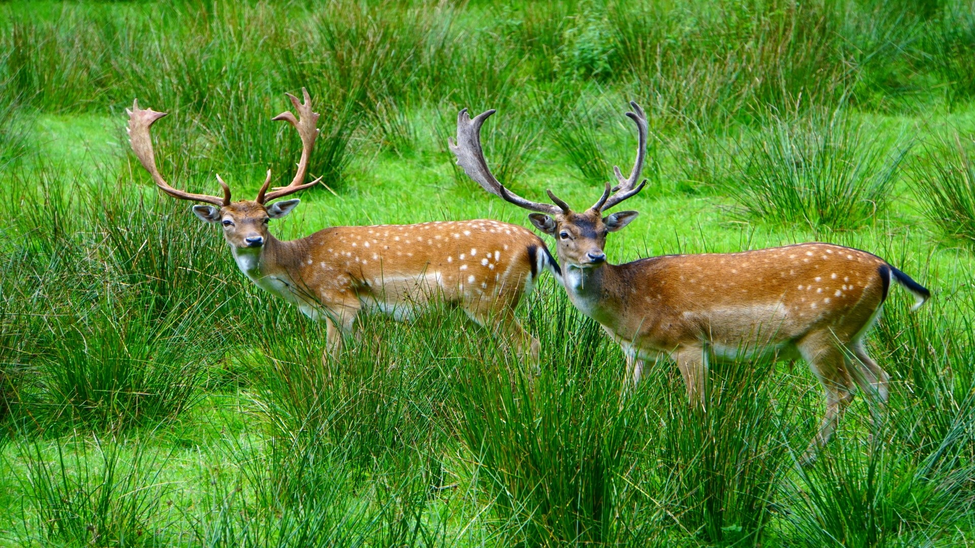 Two deer with antlers in tall green grass HD Wallpaper