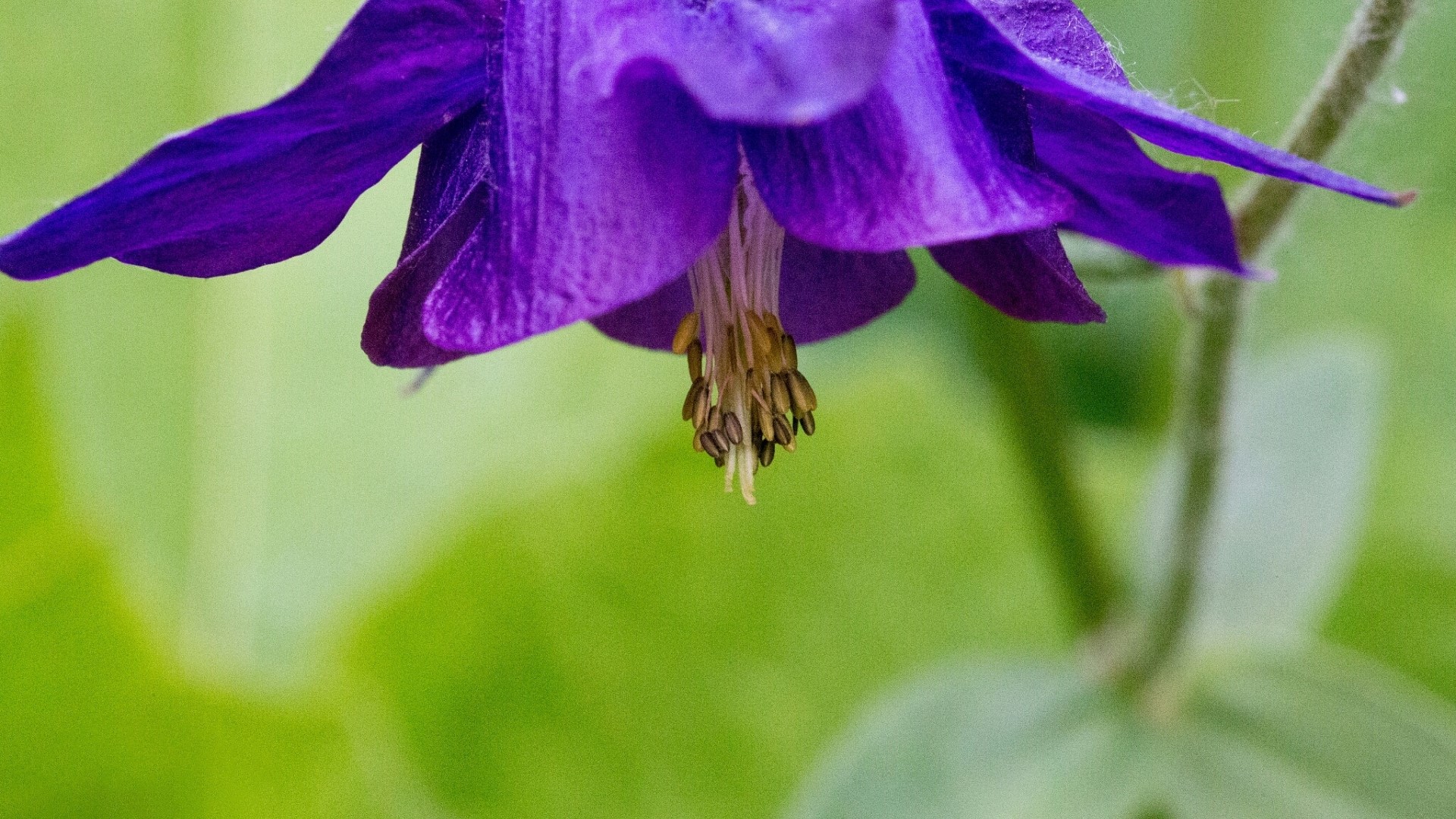 Close-up of a purple Aquilegia flower HD Wallpaper