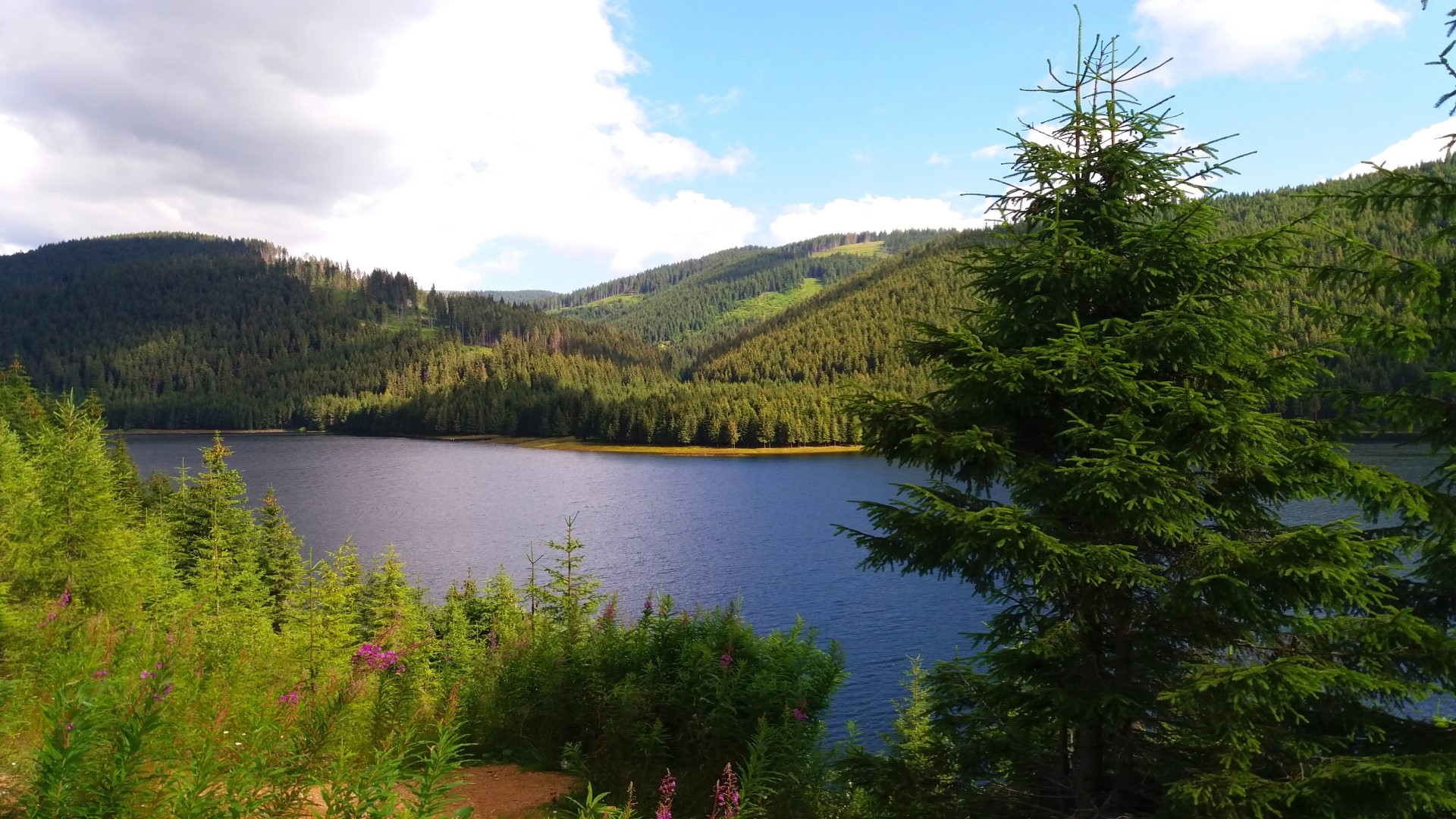 Lake surrounded by pine forest and mountains HD Wallpaper