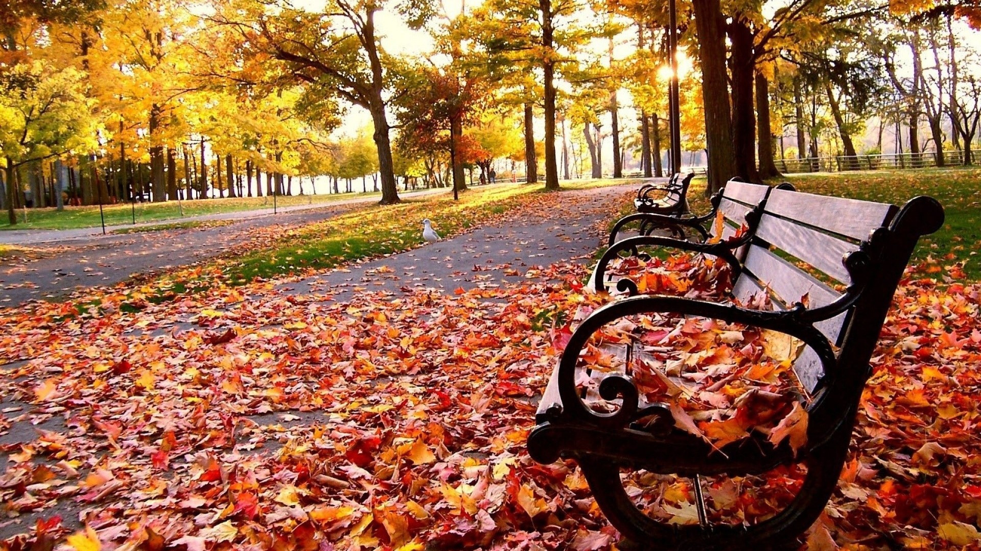 Autumn park with fallen leaves and benches HD Wallpaper