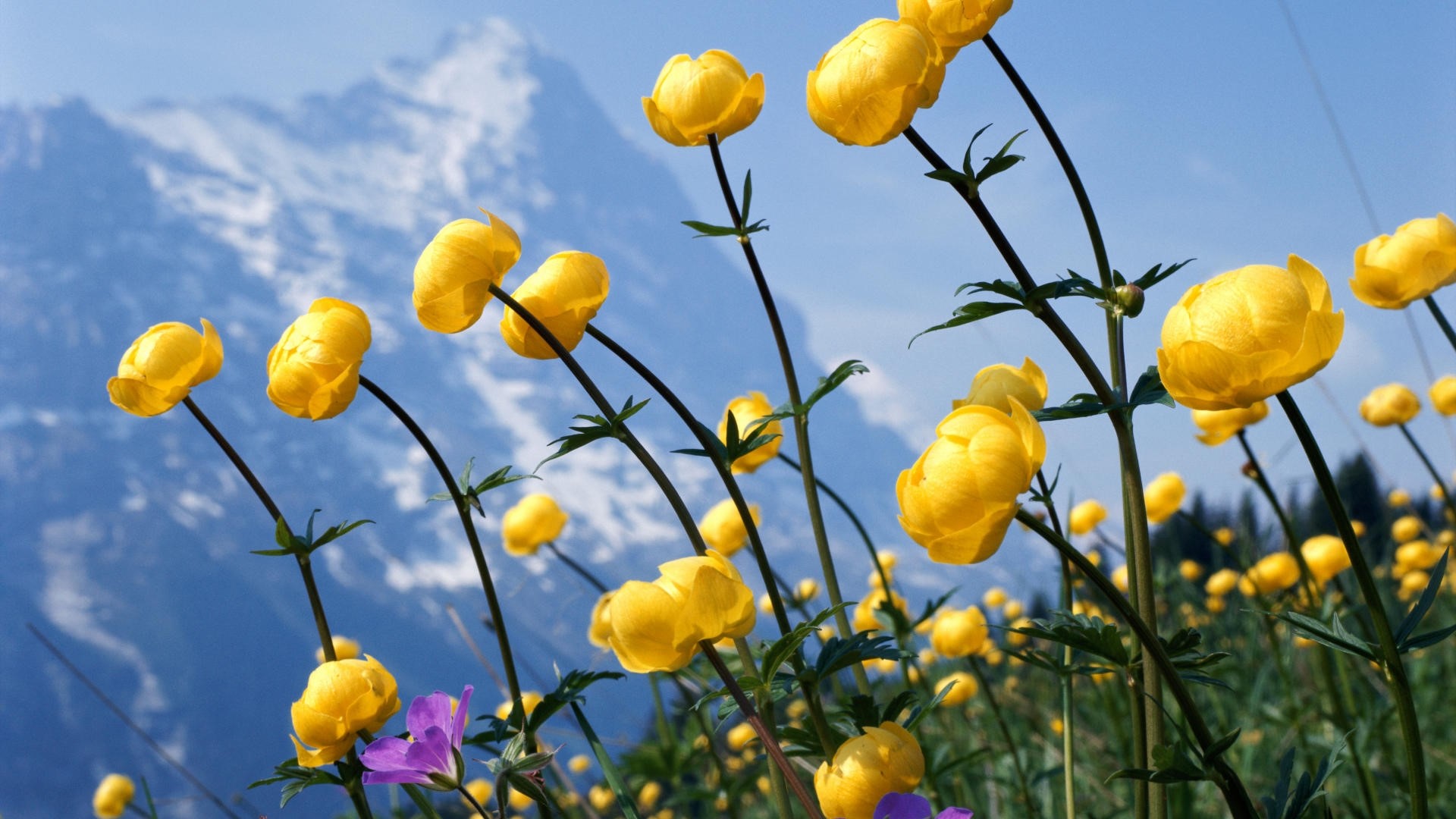 Yellow flowers in front of snowy mountains HD Wallpaper