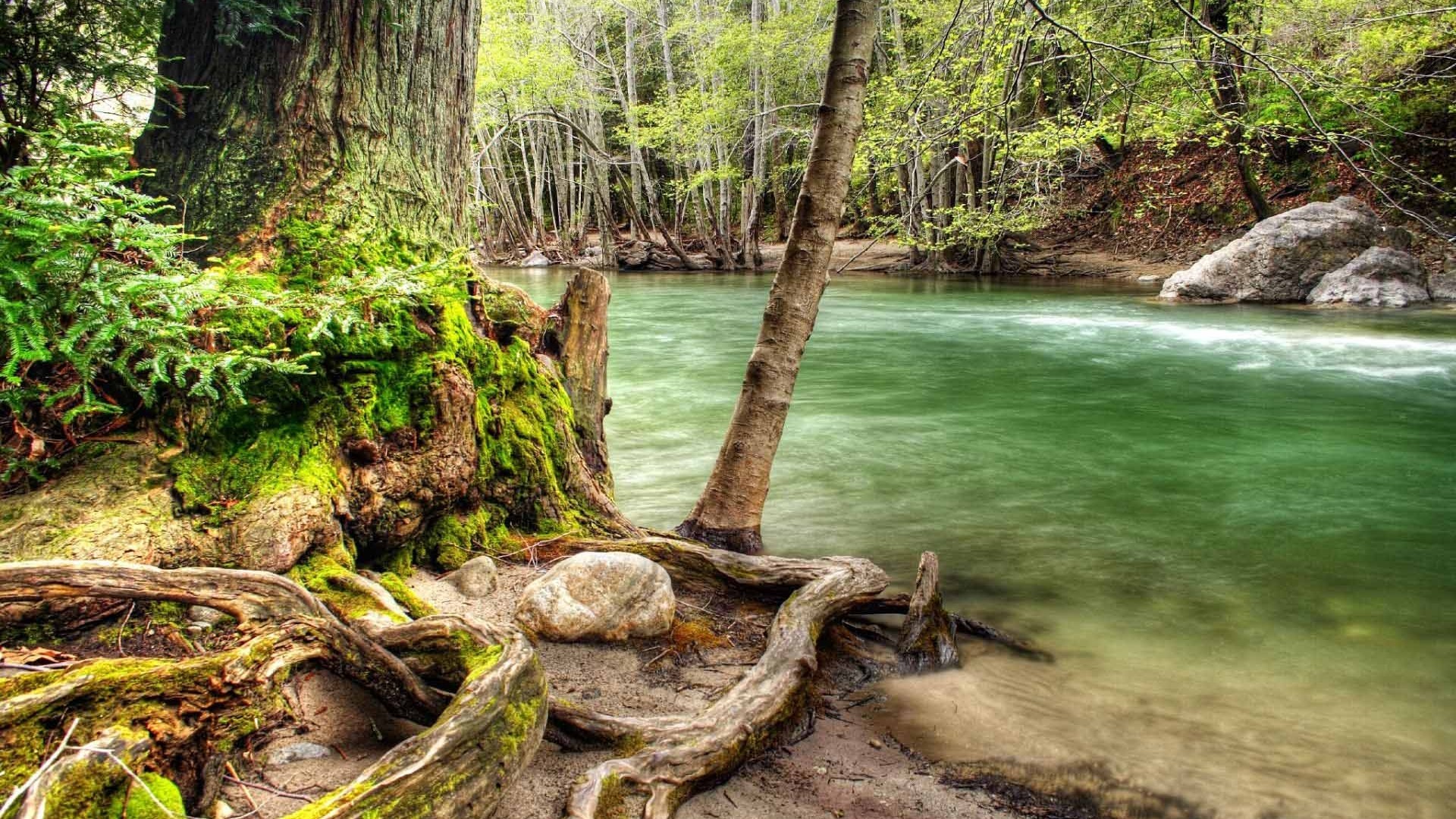 Roots of a large tree by a flowing river HD Wallpaper