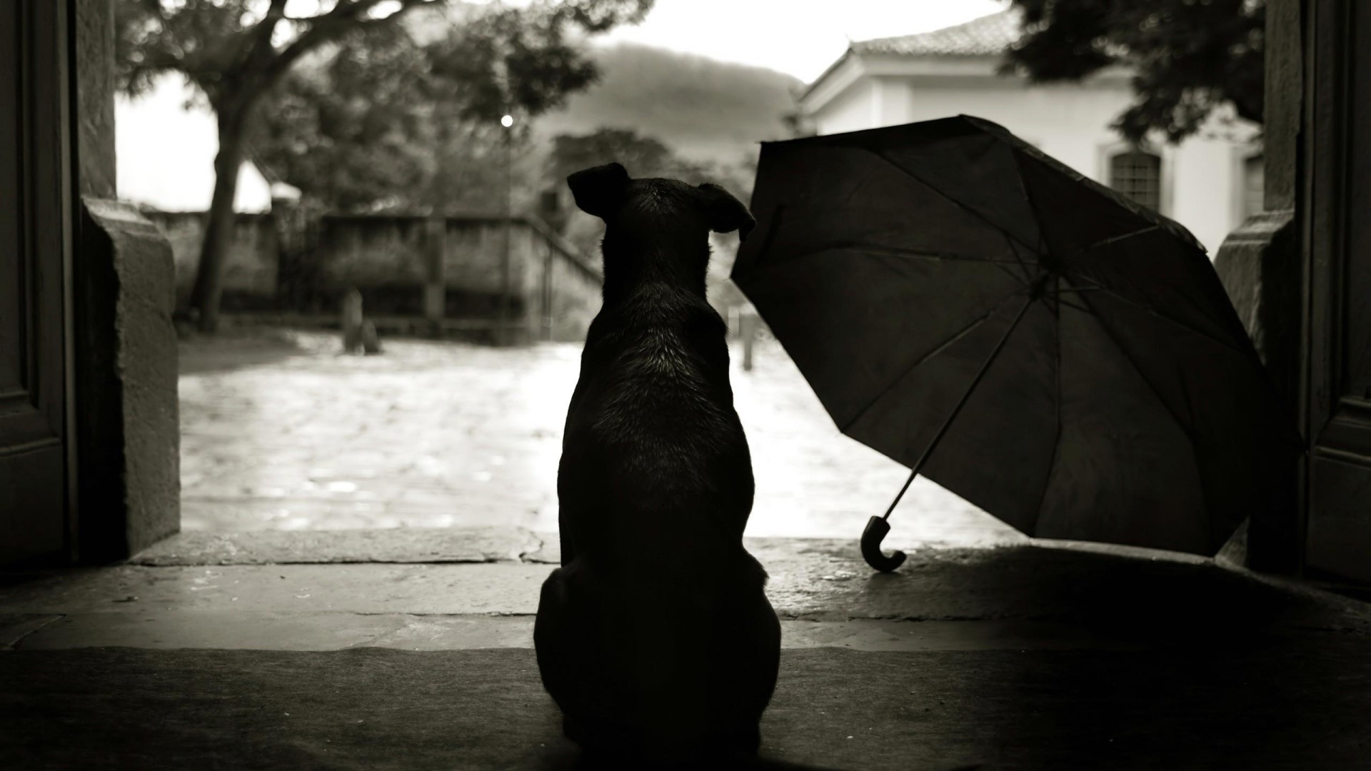 Dog and umbrella waiting by a doorway HD Wallpaper