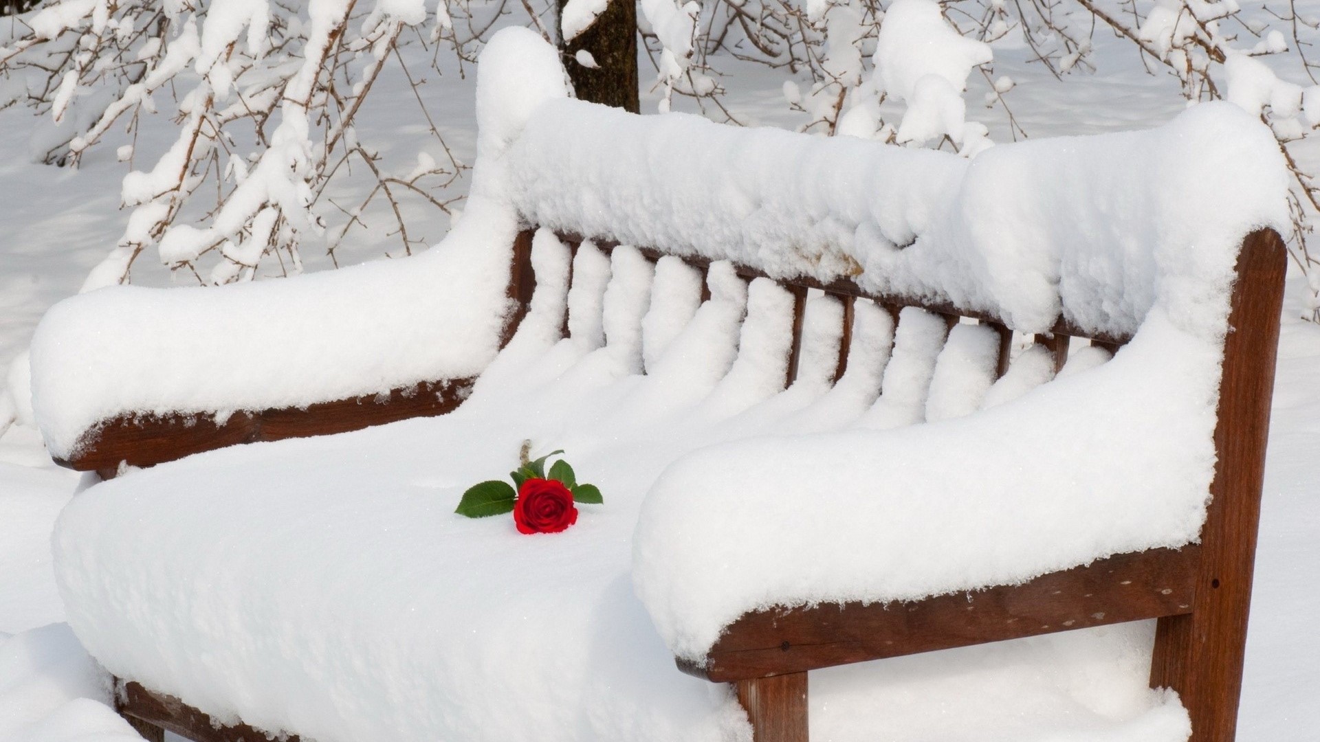 Rose on a snow-covered bench HD Wallpaper