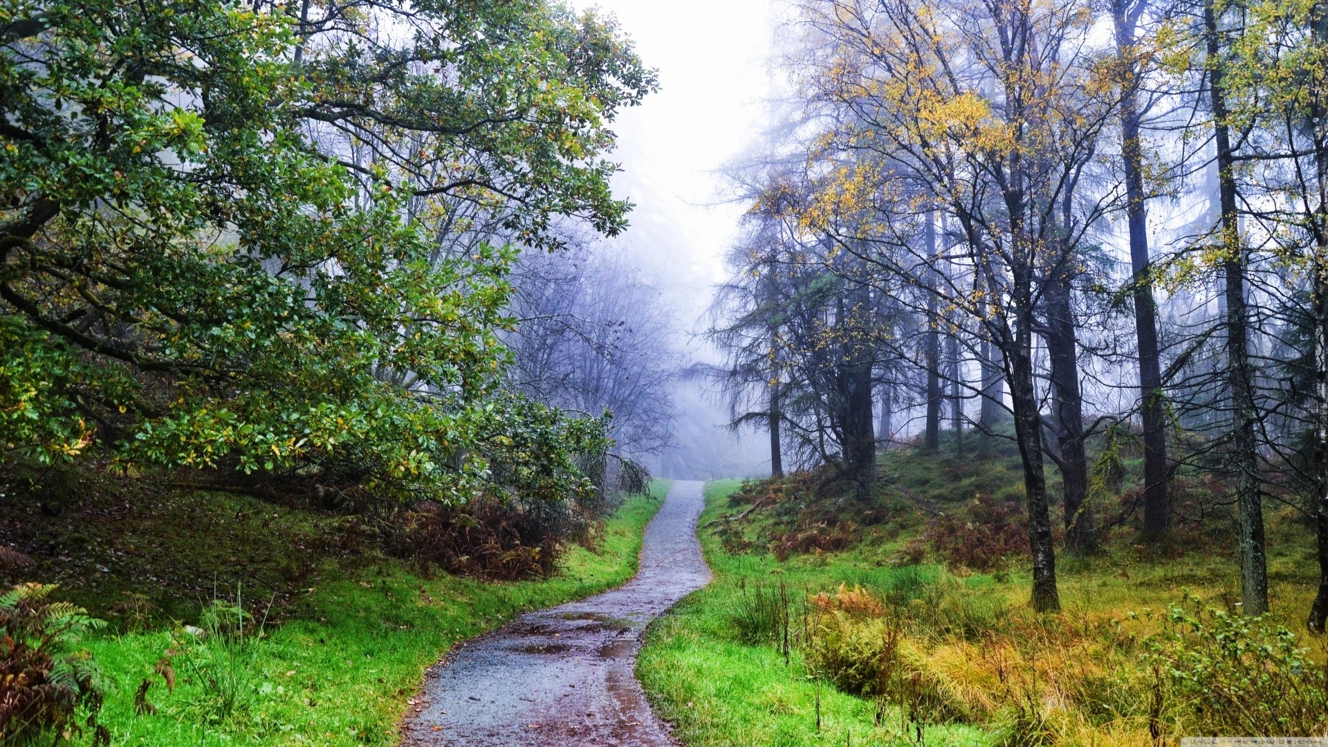 A Winding Path Through An Autumn Forest With Fog Hd Wallpaper | Rare ...